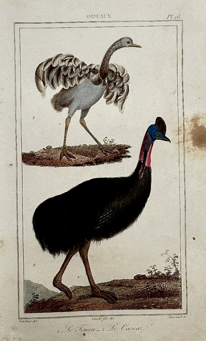 Georges-Louis Leclerc, Comte de Buffon – The Touyou and The Cassowary (1 of 2)