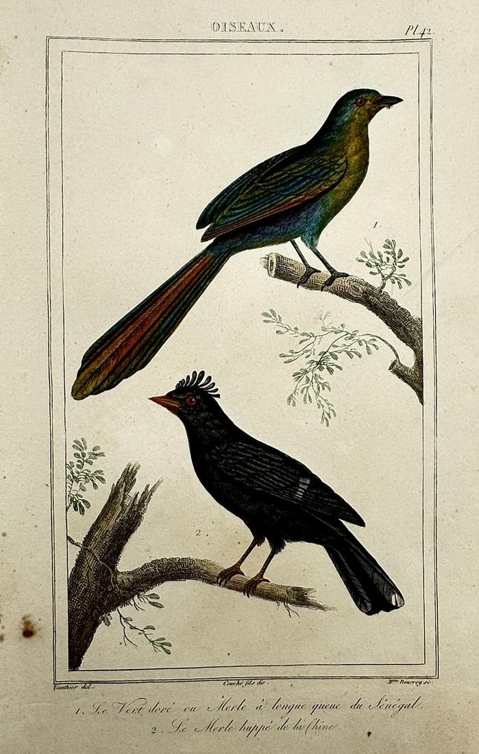 Georges-Louis Leclerc, Comte de Buffon – The Long-tailed Thrush of Senegal and The Hoopoe Thrush (1 of 2)