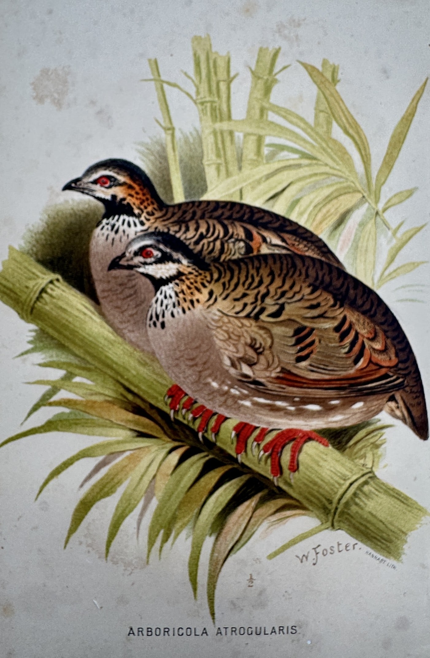 William Foster (1853–1924) – White-cheeked Partridge – Chromolithograph (1893) (1 of 2)