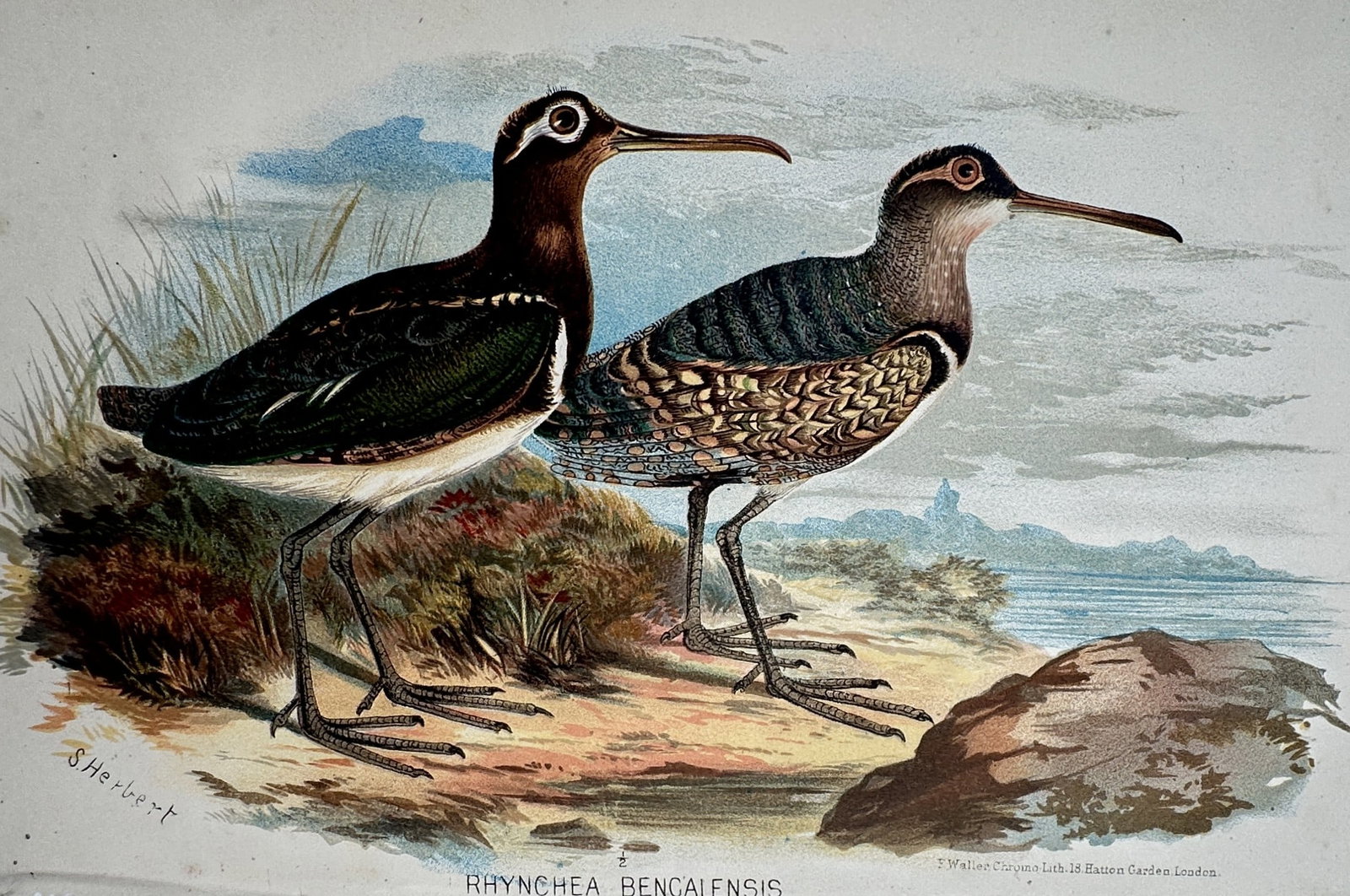 S. Herbert (19th Century) – Greater Painted-snipe – Chromolithograph (1893) (1 of 2)