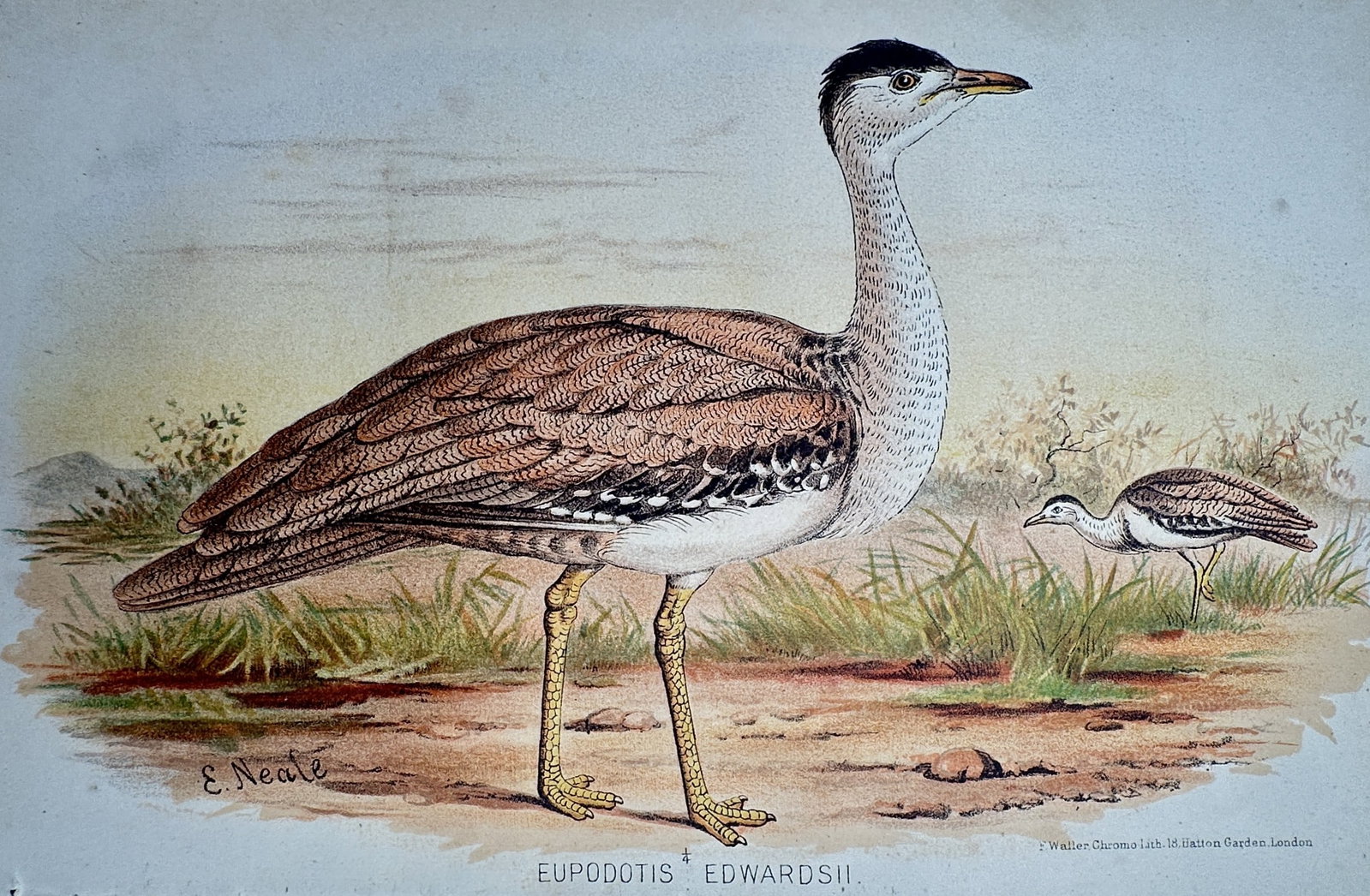 Edward Neale (1833–1904) – Great Indian Bustard – Chromolithograph (1893): "Eupodotis Edwardsii" This plate depicts the Great Indian Bustard in its natural grassland habitat, featuring a large adult in the foreground and a second individual in the distance. It was published 