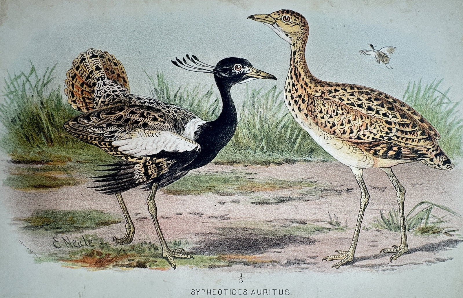 Edward Neale (1833–1904) – Lesser Florican – Chromolithograph (1893) (1 of 2)