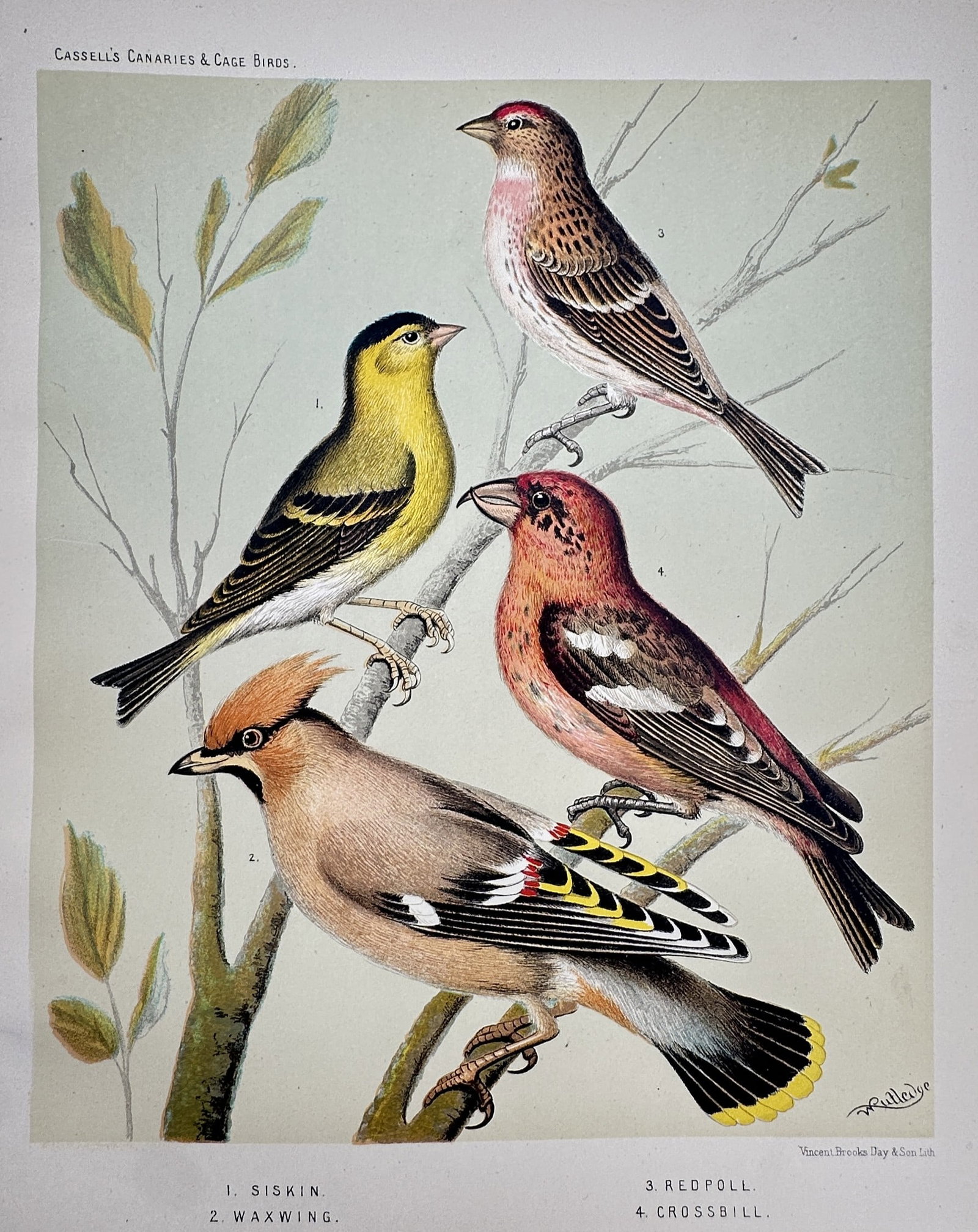 J. W. Ludlow – Siskin, Waxwing, Redpoll, and Crossbill – Chromolithograph (c. 1877–1880): "Cassell's Canaries & Cage Birds" This plate illustrates four distinct bird species: the Siskin, Waxwing, Redpoll, and Crossbill, each meticulously rendered to show their characteristic plumage and ma