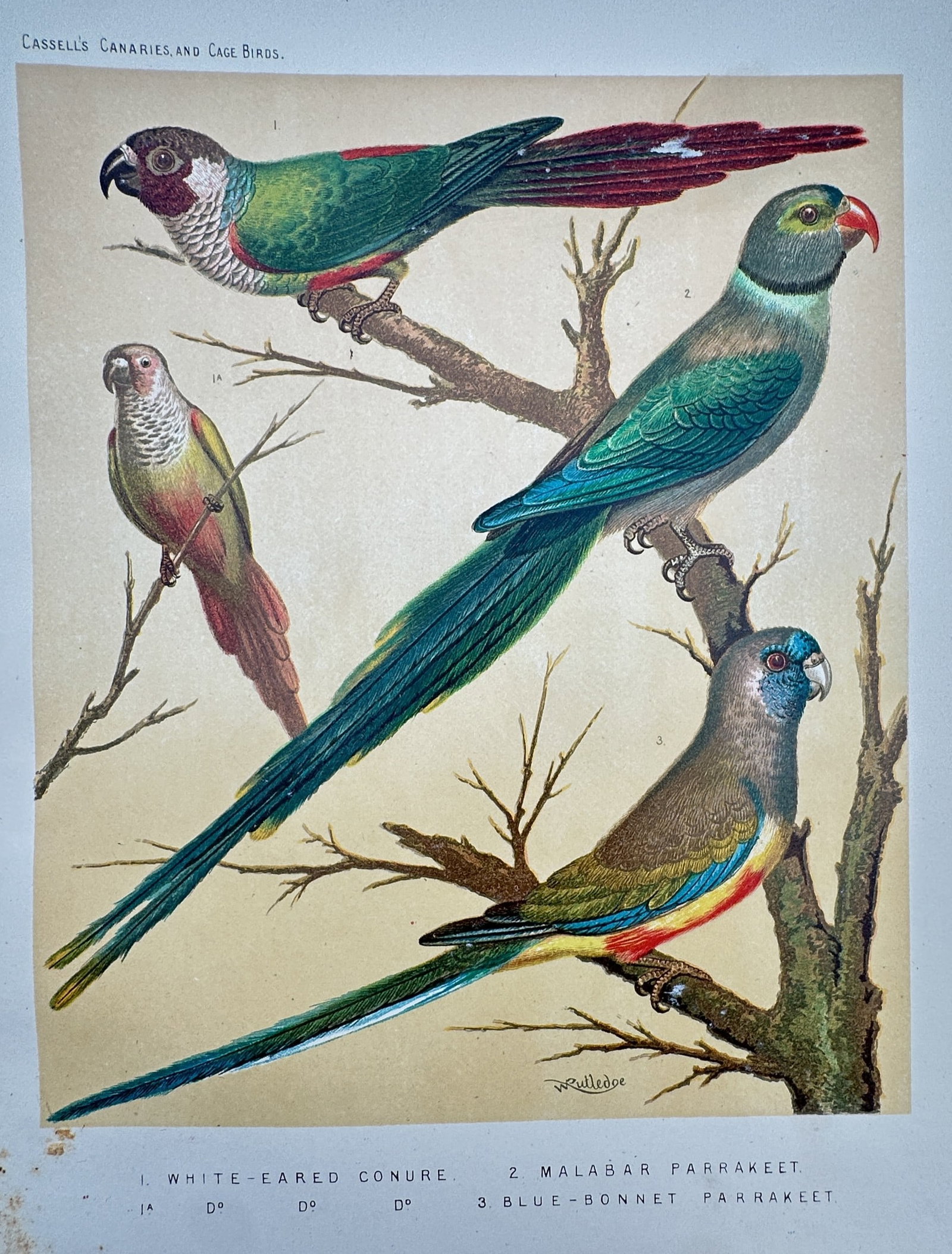 J. W. Ludlow – White-eared Conure, Malabar Parrakeet, and Blue-bonnet Parrakeet (1 of 2)