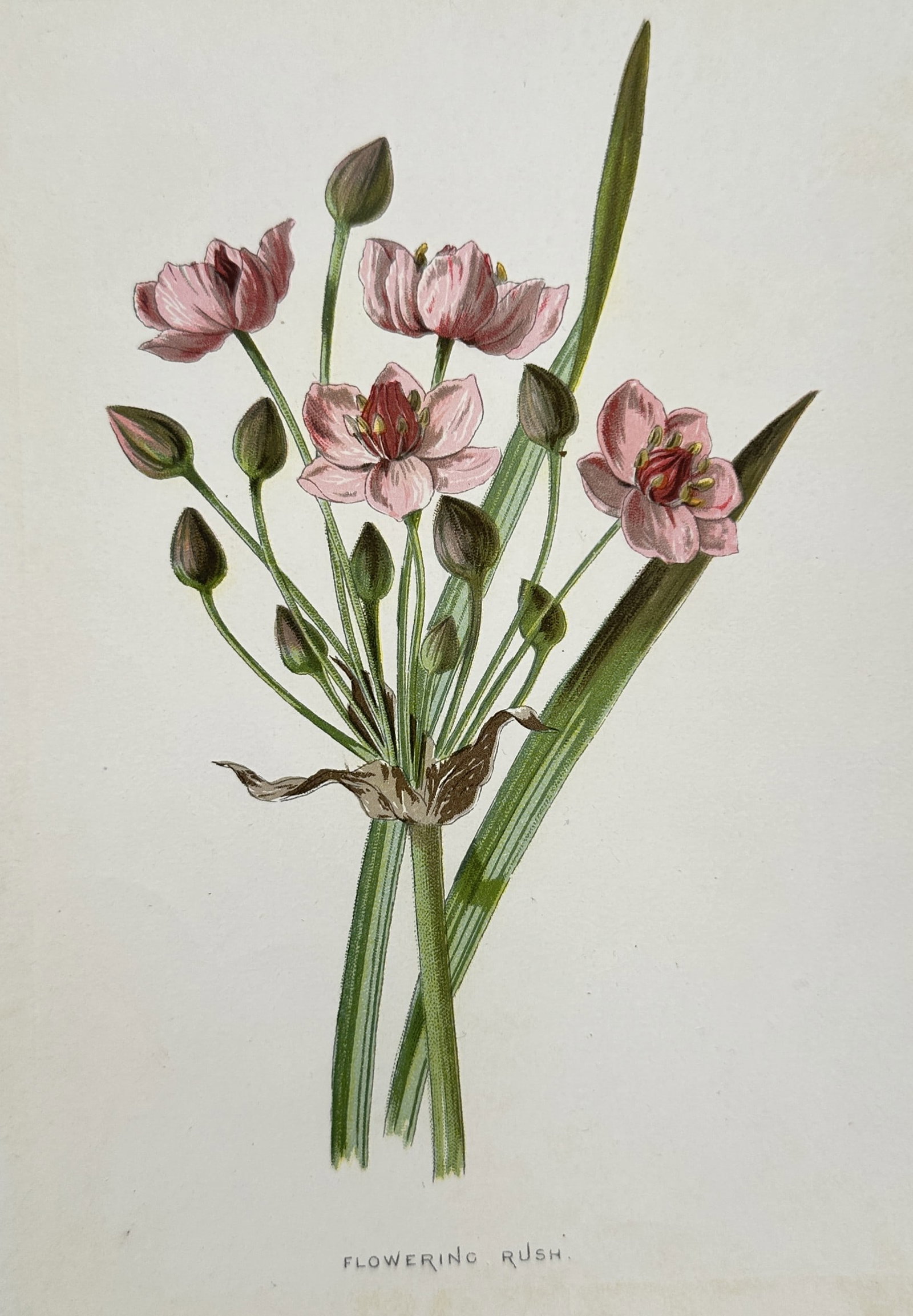 Frederick Edward Hulme (1841–1909) – Flowering Rush – Chromolithograph (c. 1875–1900) (1 of 2)