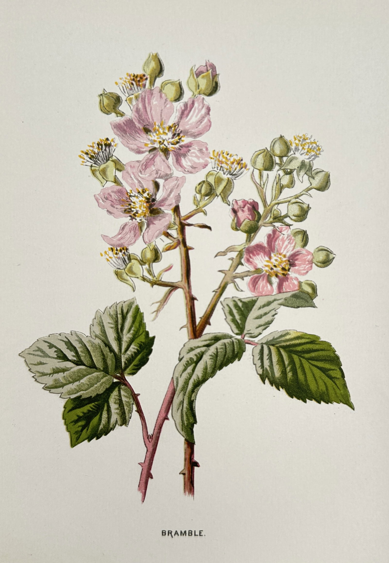 Frederick Edward Hulme (1841–1909) – Bramble – Chromolithograph (c. 1875–1900) (1 of 2)