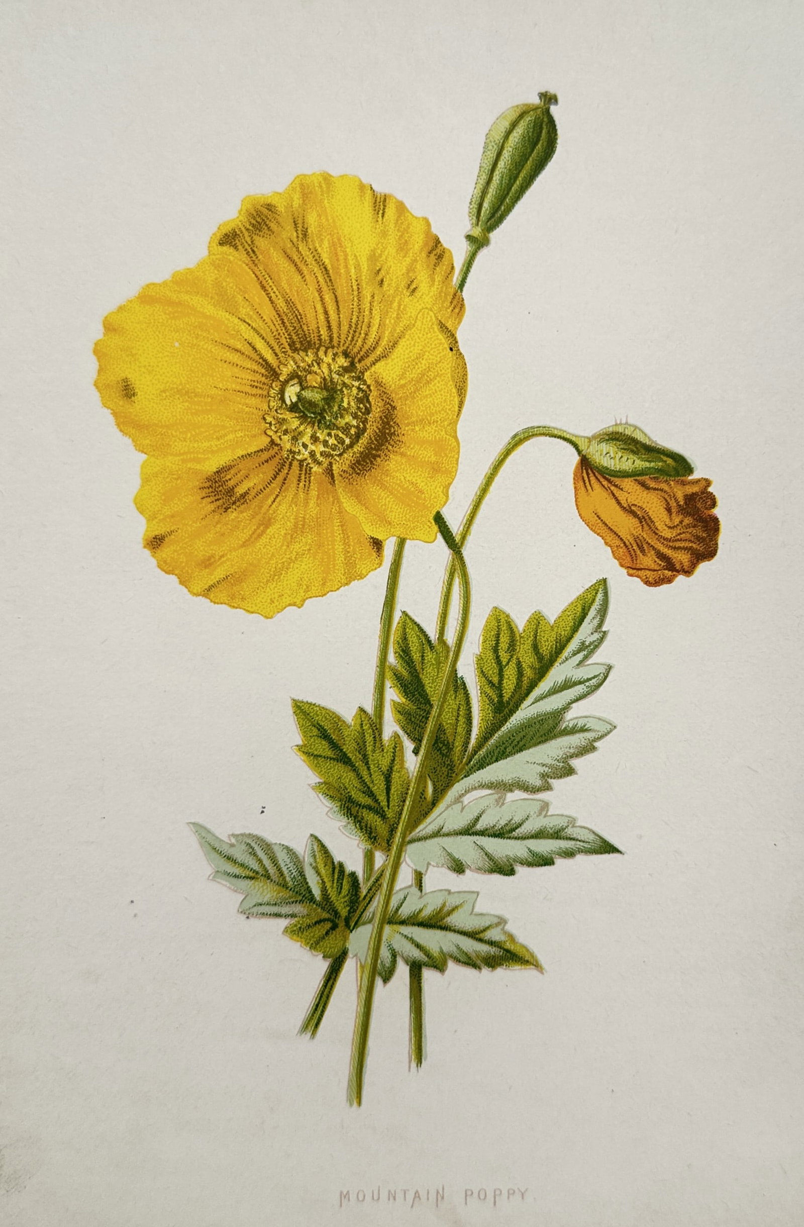 Frederick Edward Hulme (1841–1909) – Mountain Poppy – Chromolithograph (c. 1875–1900) (1 of 2)
