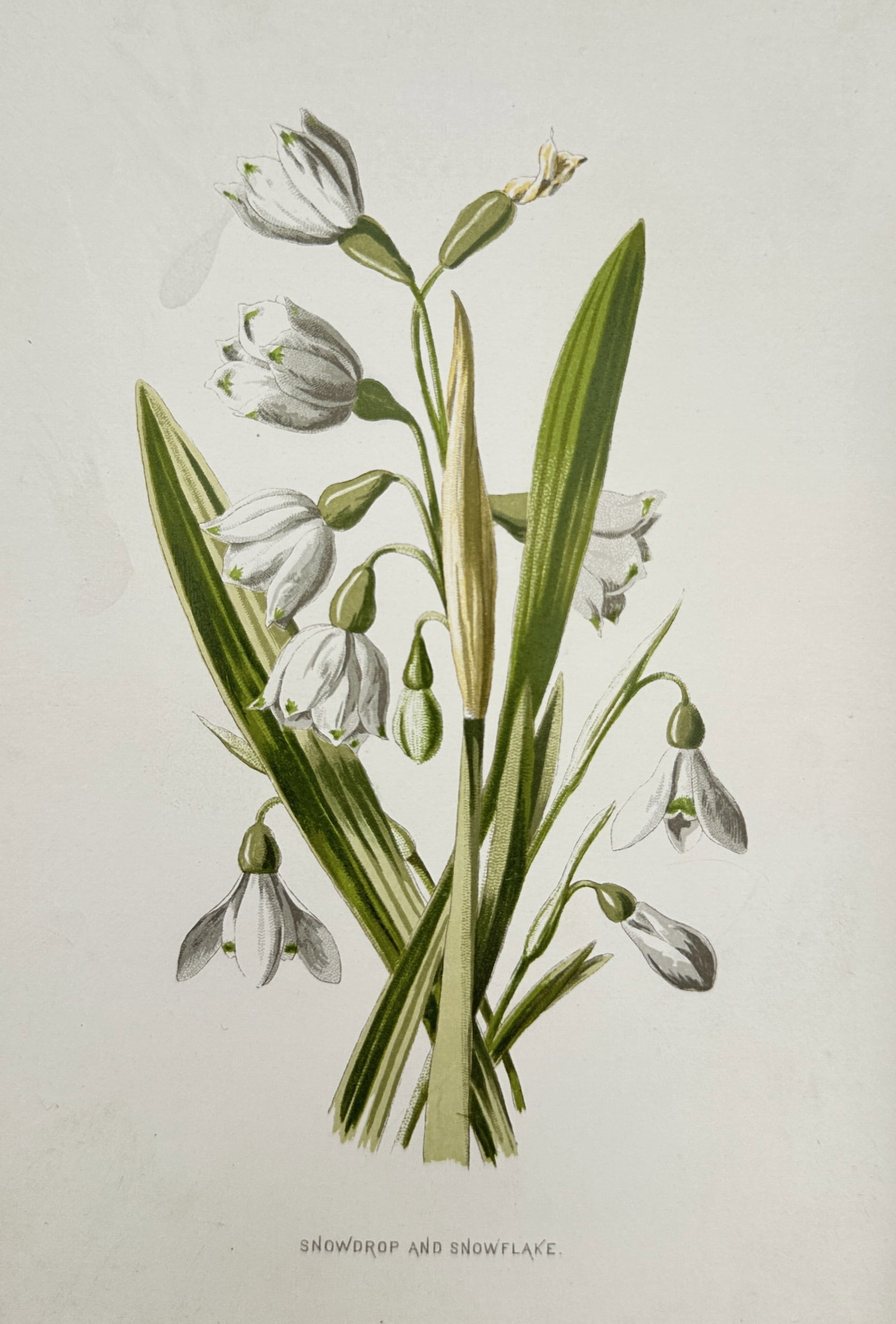 Frederick Edward Hulme (1841–1909) – Snowdrop and Snowflake – Chromolithograph (1 of 2)