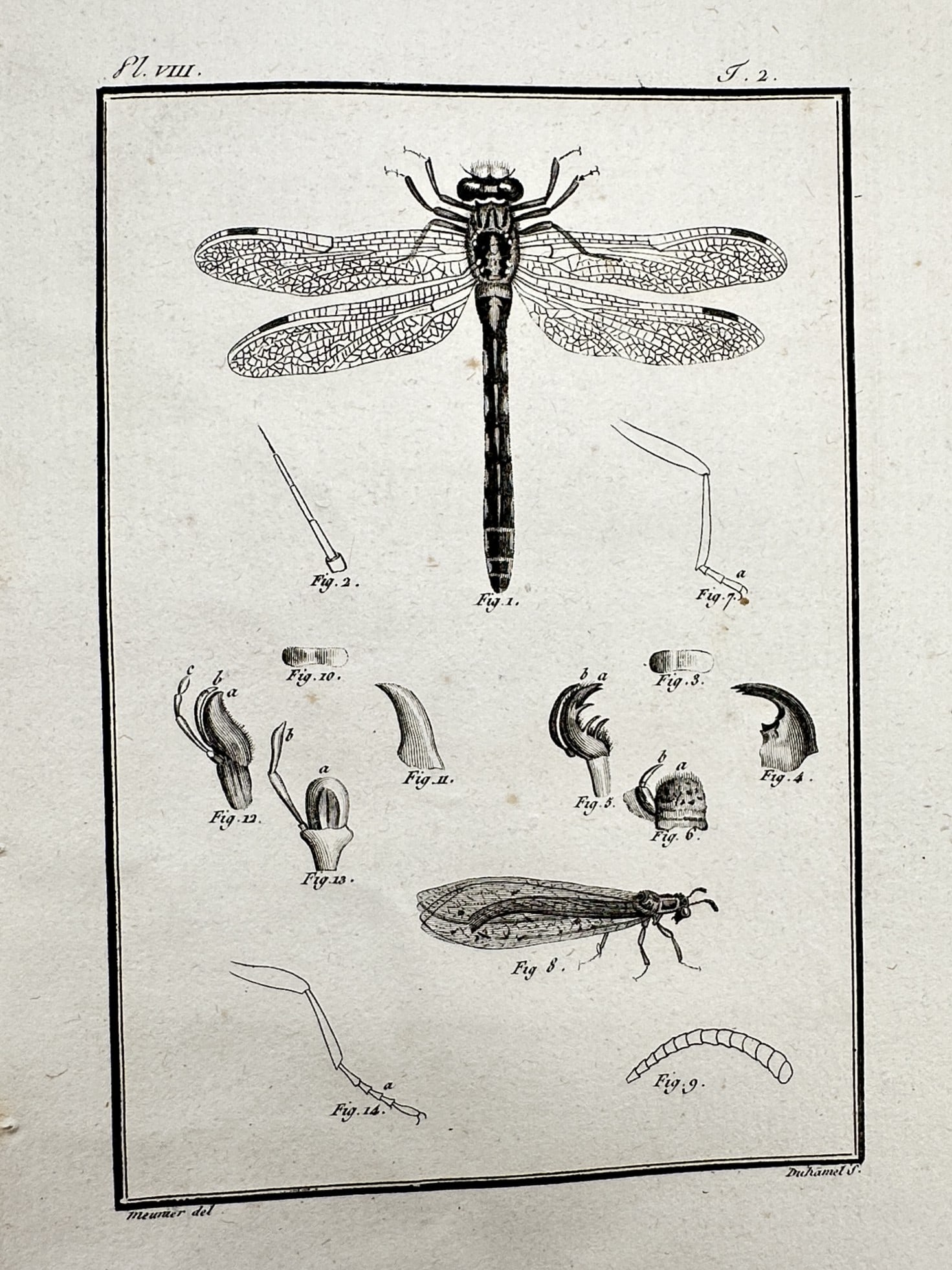 Georges-Louis Leclerc, Comte de Buffon – Studies of a Dragonfly and Insects – Engraving (1 of 2)
