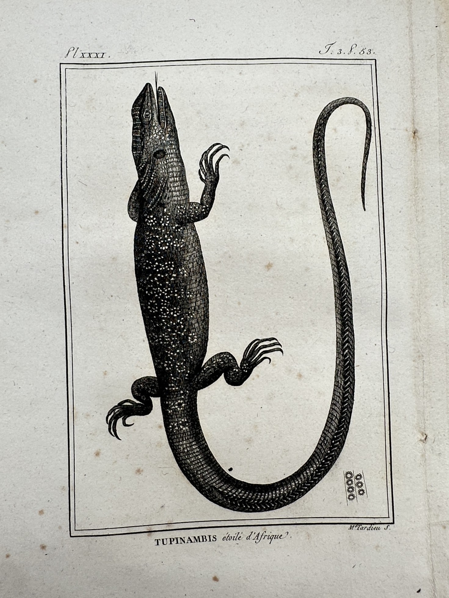 Georges-Louis Leclerc, Comte de Buffon – African Monitor Lizard – Engraving (c. 1749–1788) (1 of 2)
