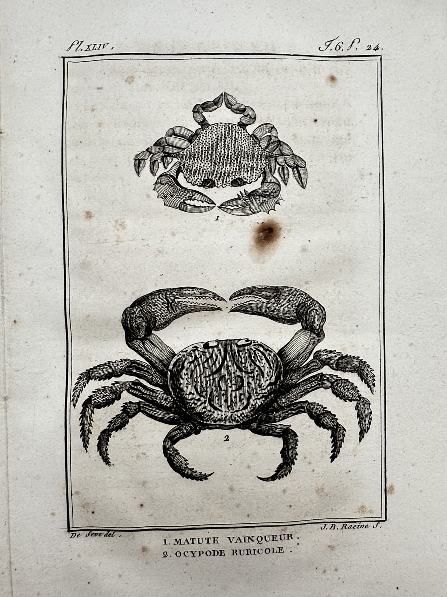Georges-Louis Leclerc, Comte de Buffon – Studies of Crabs – Engraving (c. 1749–1788) (1 of 2)