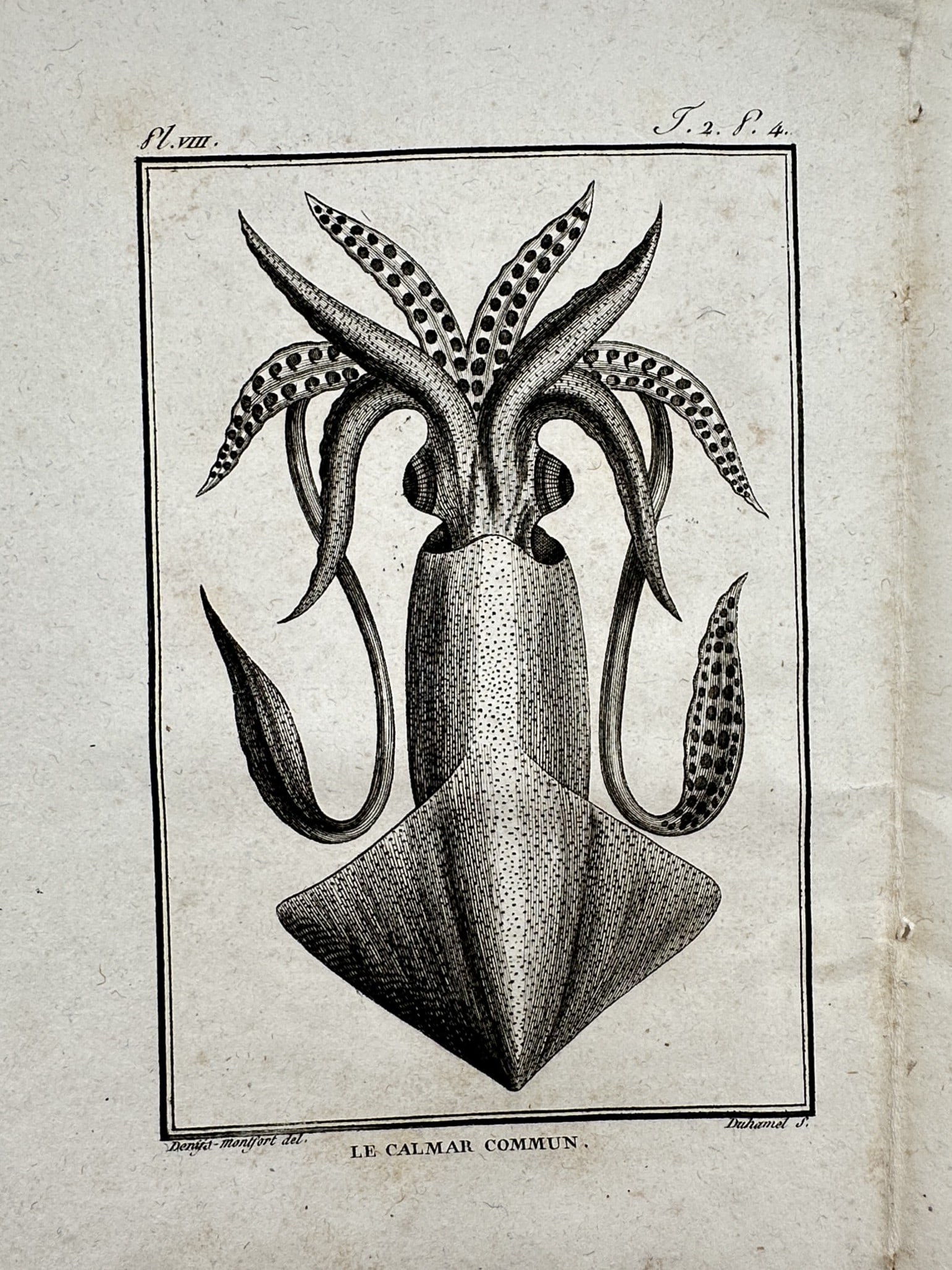 Georges-Louis Leclerc, Comte de Buffon – Common Squid – Engraving (c. 1749–1788): "Le Calmar Commun" This engraving depicts a common squid, showing its mantle, fins, and tentacles with anatomical detail, and was published in the monumental series Histoire Naturelle, Générale et P