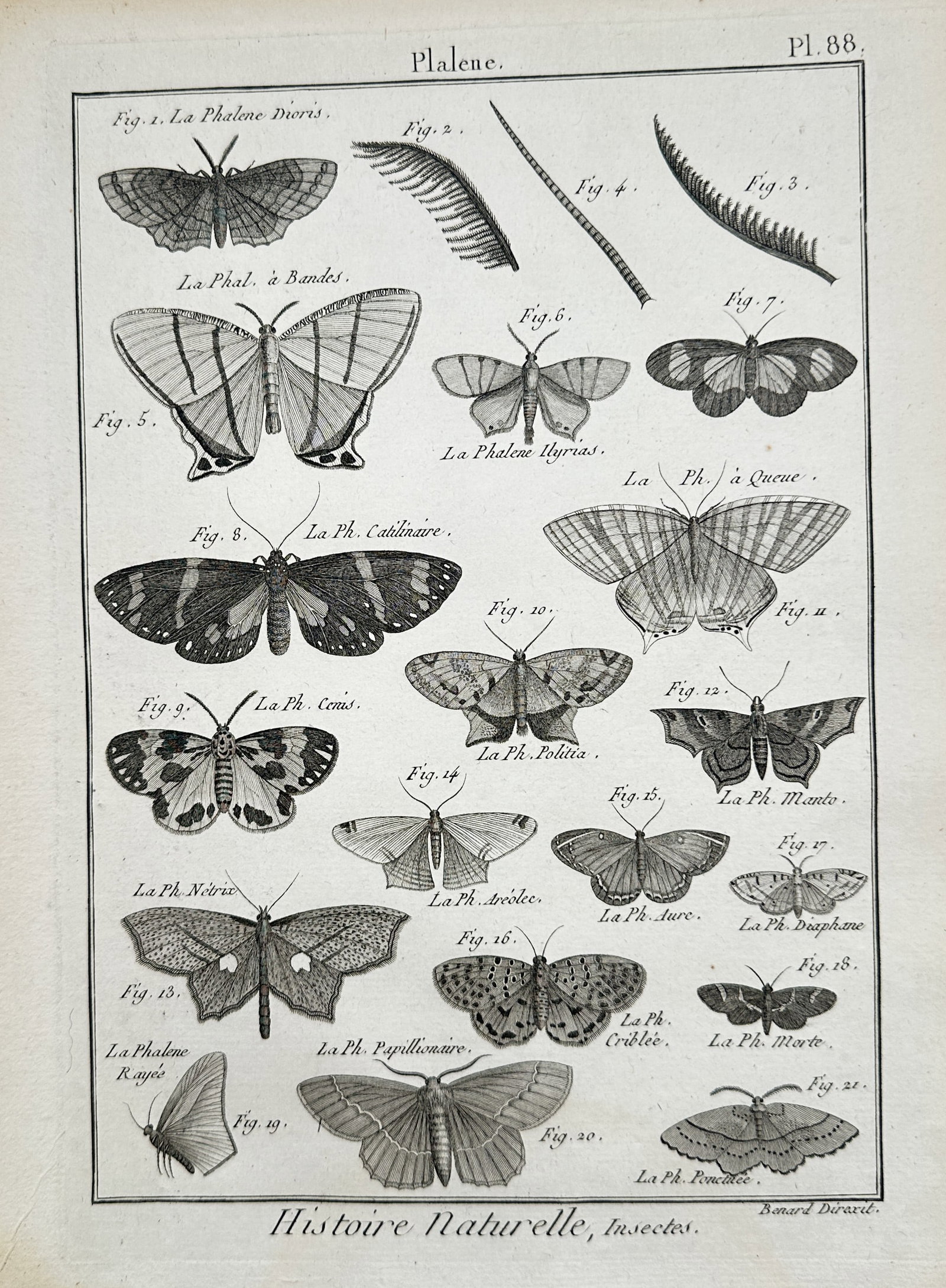 Robert Bénard (1734–1777) – Studies of Moths and Insects – Engraving (c. 1762–1772): "Histoire Naturelle, Insectes" This engraving illustrates various species of moths, including anatomical details of antennae and wings, and was published in the Recueil de Planches for the Encyclopéd