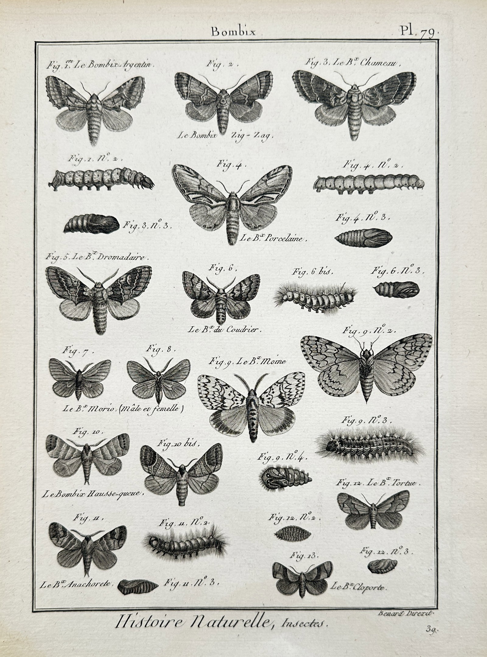 Robert Bénard (1734–1777) – Studies of Silkmoths and Larvae – Engraving (c. 1762–1772): "Histoire Naturelle, Insectes" This engraving illustrates several species of moths from the Bombicidae family, including their larval and pupal stages, and was published in the Recueil de Planches for