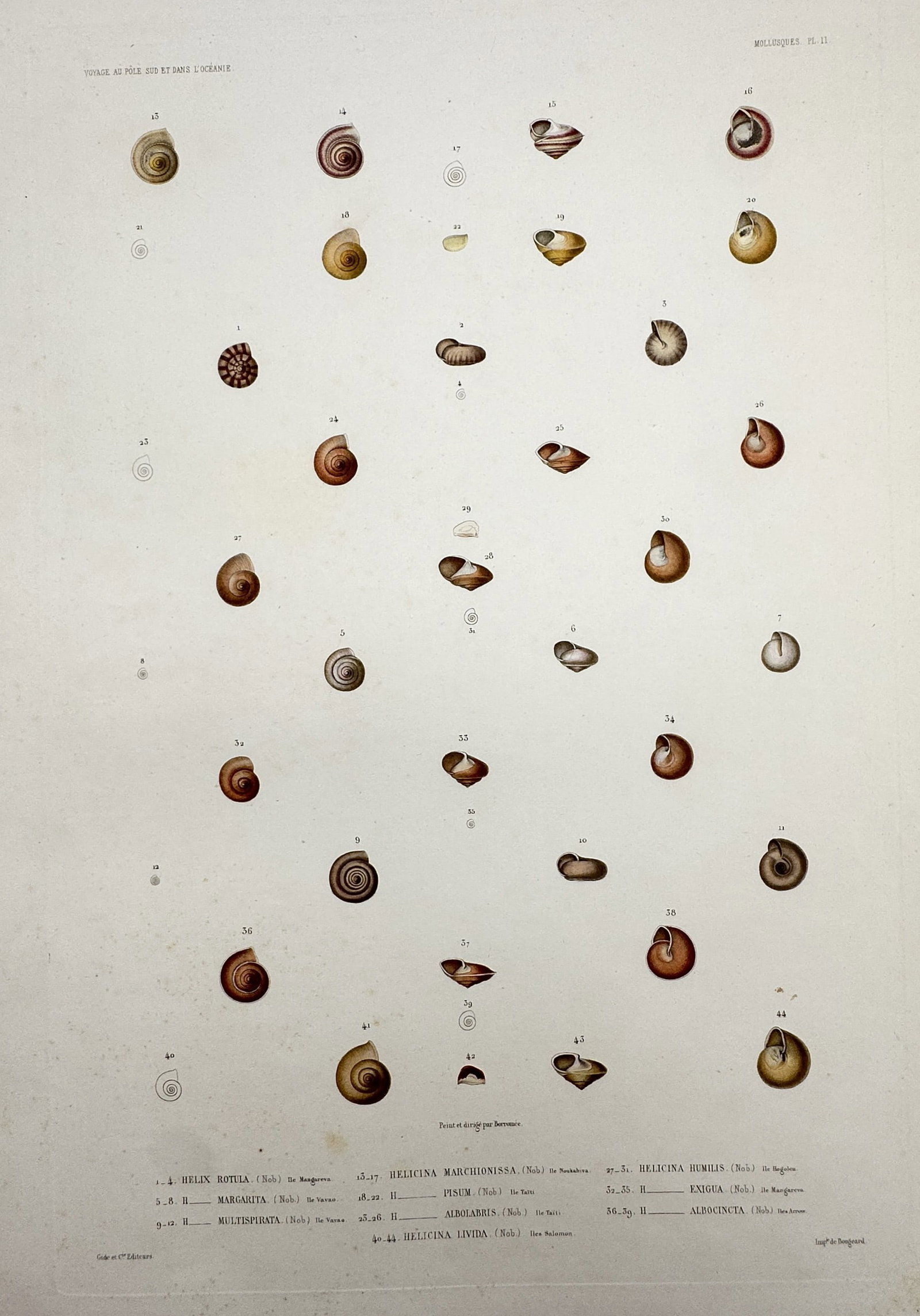 Casimir Gide (1804–1868) – Studies of Shells – Hand-coloured engraving (c. 1842–1853): "Voyage au Pôle Sud et dans l'Océanie" This hand-coloured engraving illustrates a variety of gastropod shells, including species such as Helix and Helicina, and originates from the zoological atlas 