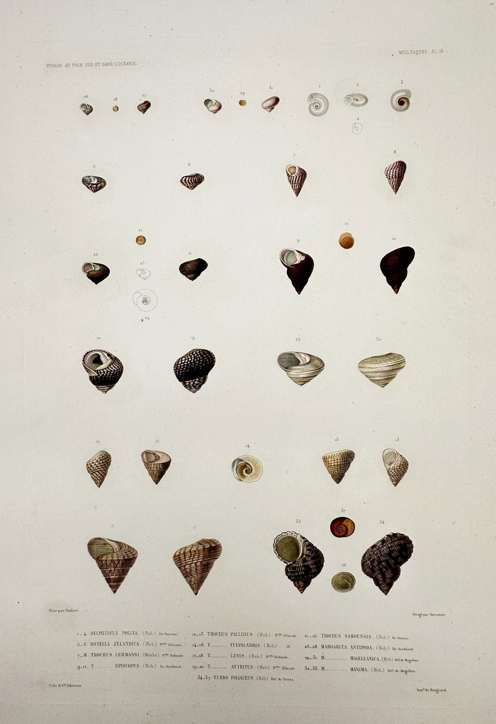 Casimir Gide (1804–1868) – Studies of Marine Shells – Hand-coloured engraving (c. 1842–1853) (1 of 2)