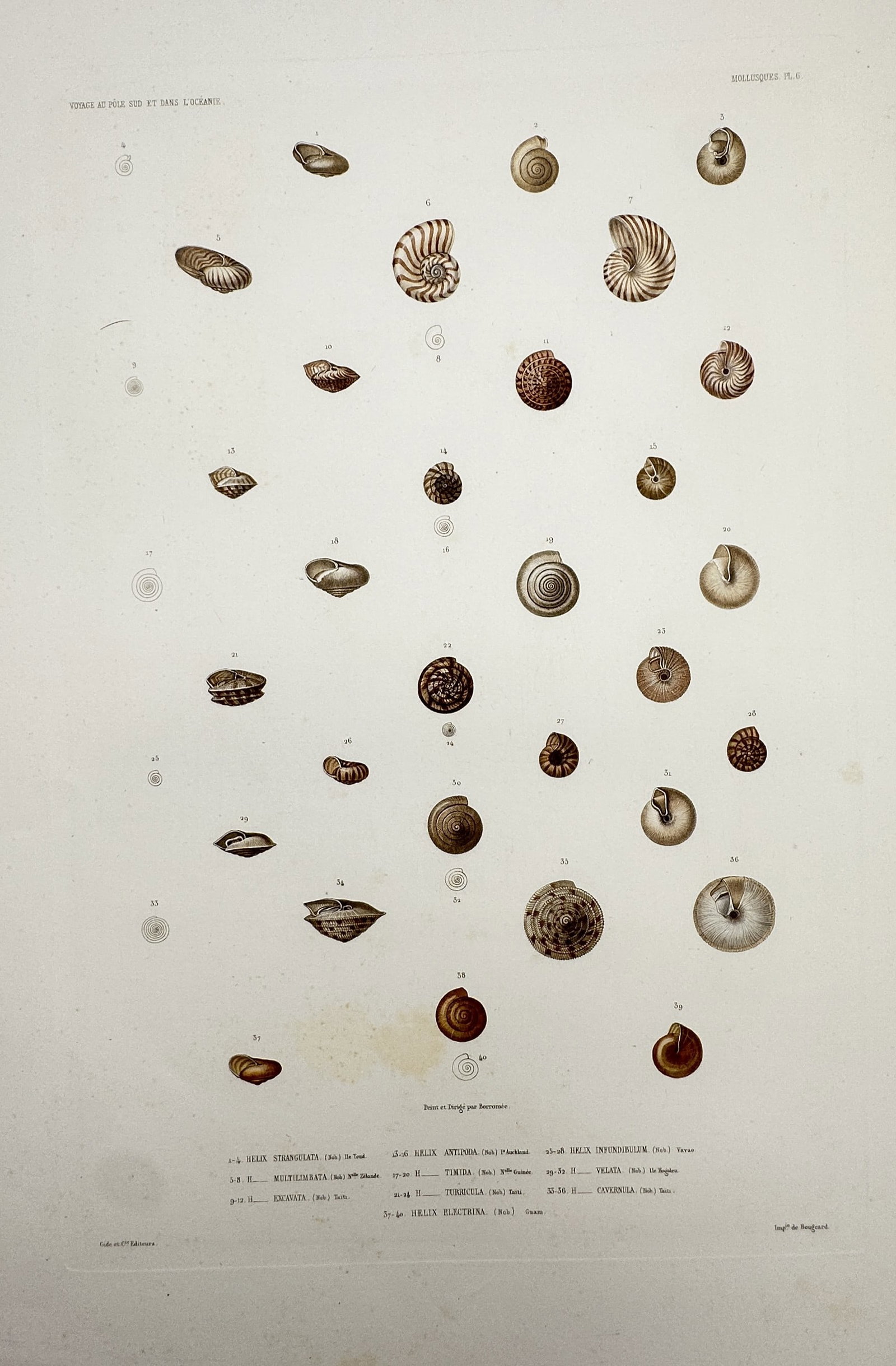 Casimir Gide (1804–1868) – Studies of Gastropod Shells – Hand-coloured engraving (c. (1 of 2)