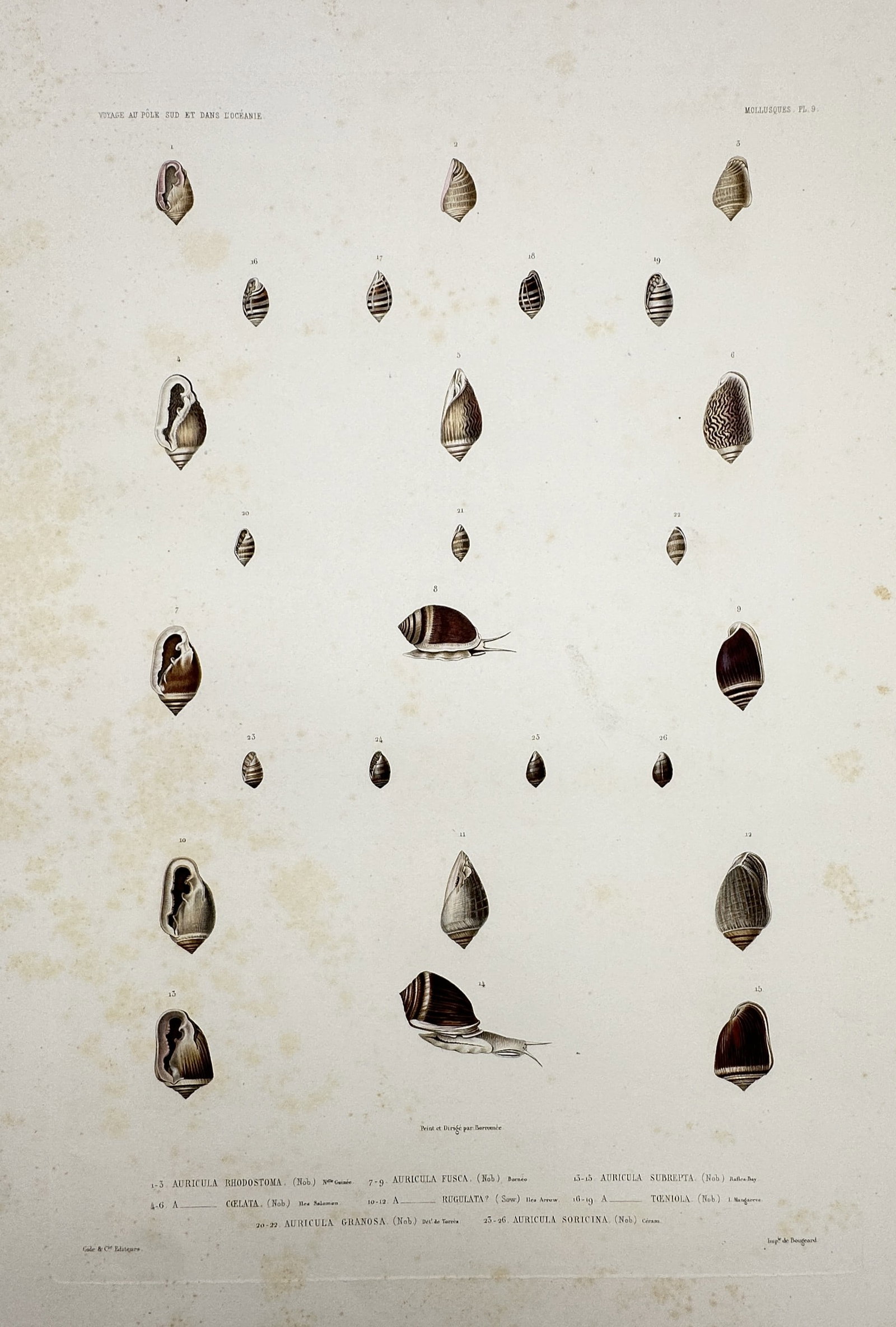 Casimir Gide (1804–1868) – Studies of Auricula Shells – Hand-coloured engraving (c. (1 of 2)