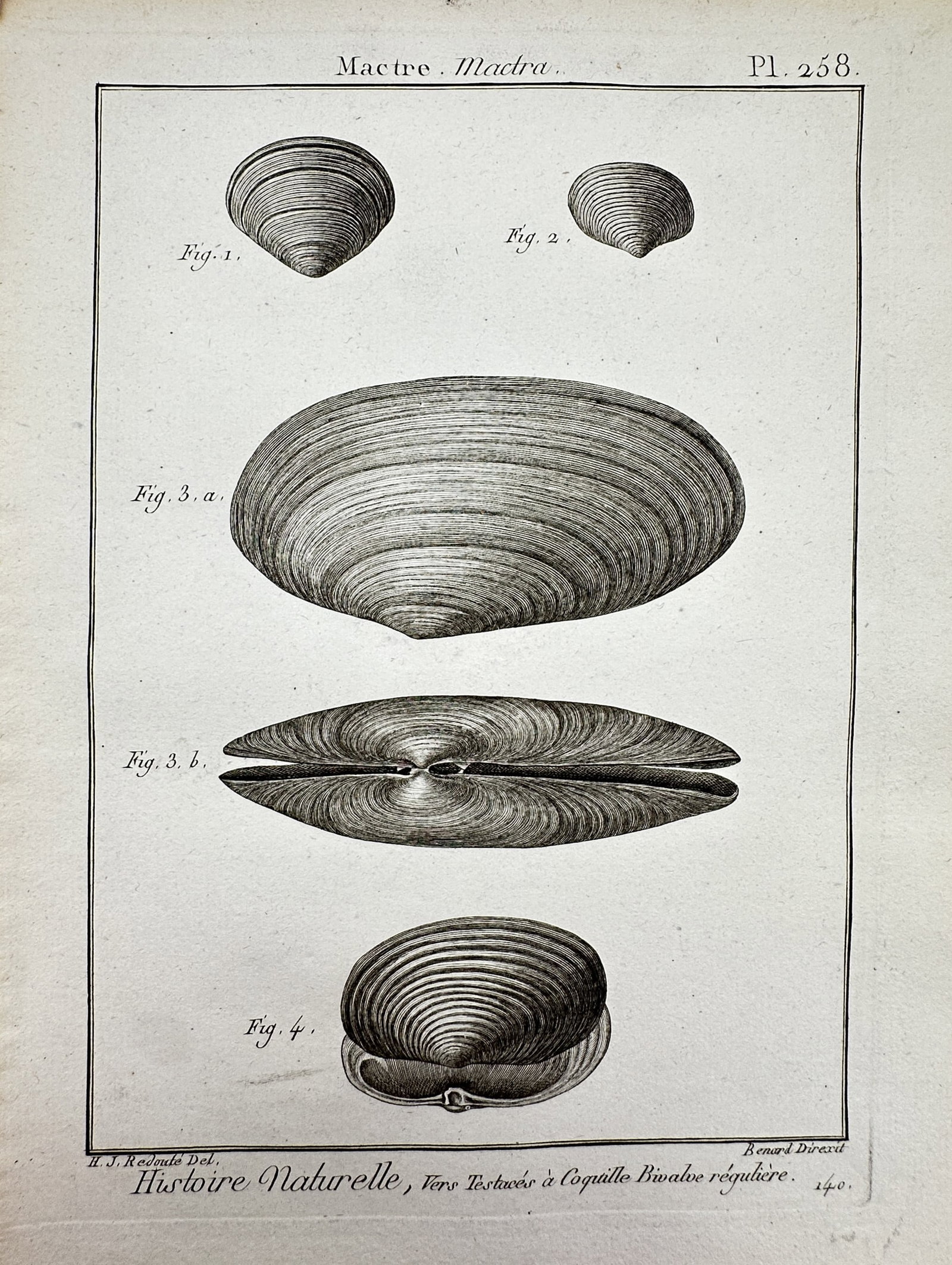 Robert Benard (1734–1777) – Mactre Mactra – Engraving (1791): "Histoire Naturelle, Vers Testaces a Coquille Bivalve reguliere." This engraving illustrates several specimens of mactra shells, commonly known as trough shells, shown from multiple perspectives to hi