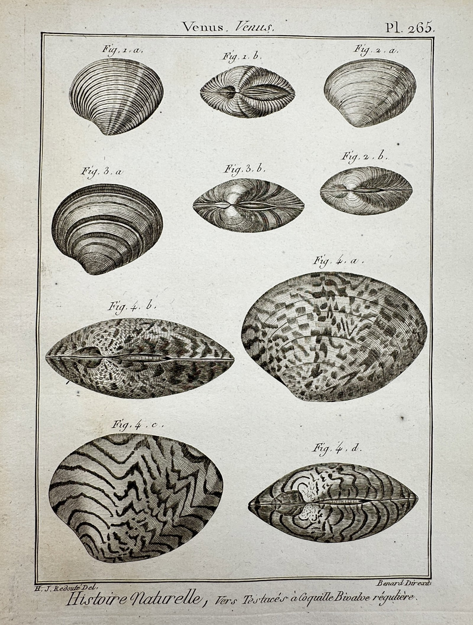 Robert Benard (1734–1777) – Venus Venus – Engraving (1791): "Histoire Naturelle, Vers Testaces a Coquille Bivalve reguliere." This engraving displays various specimens of Venus shells, arranged to show the exterior patterns and the hinge structures of the biva