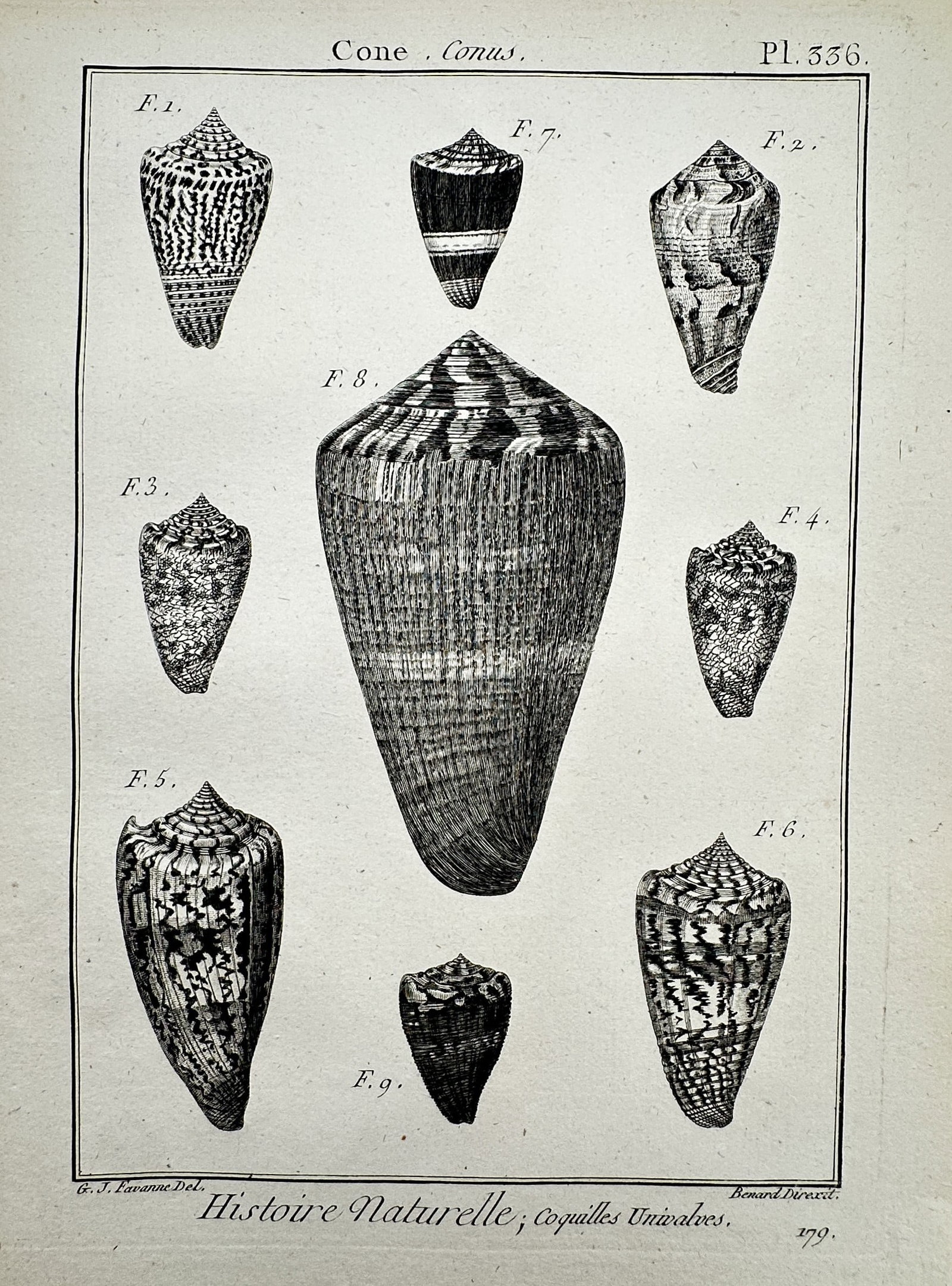 Robert Benard (1734–1777) – Cone Conus – Engraving (1791) (1 of 2)