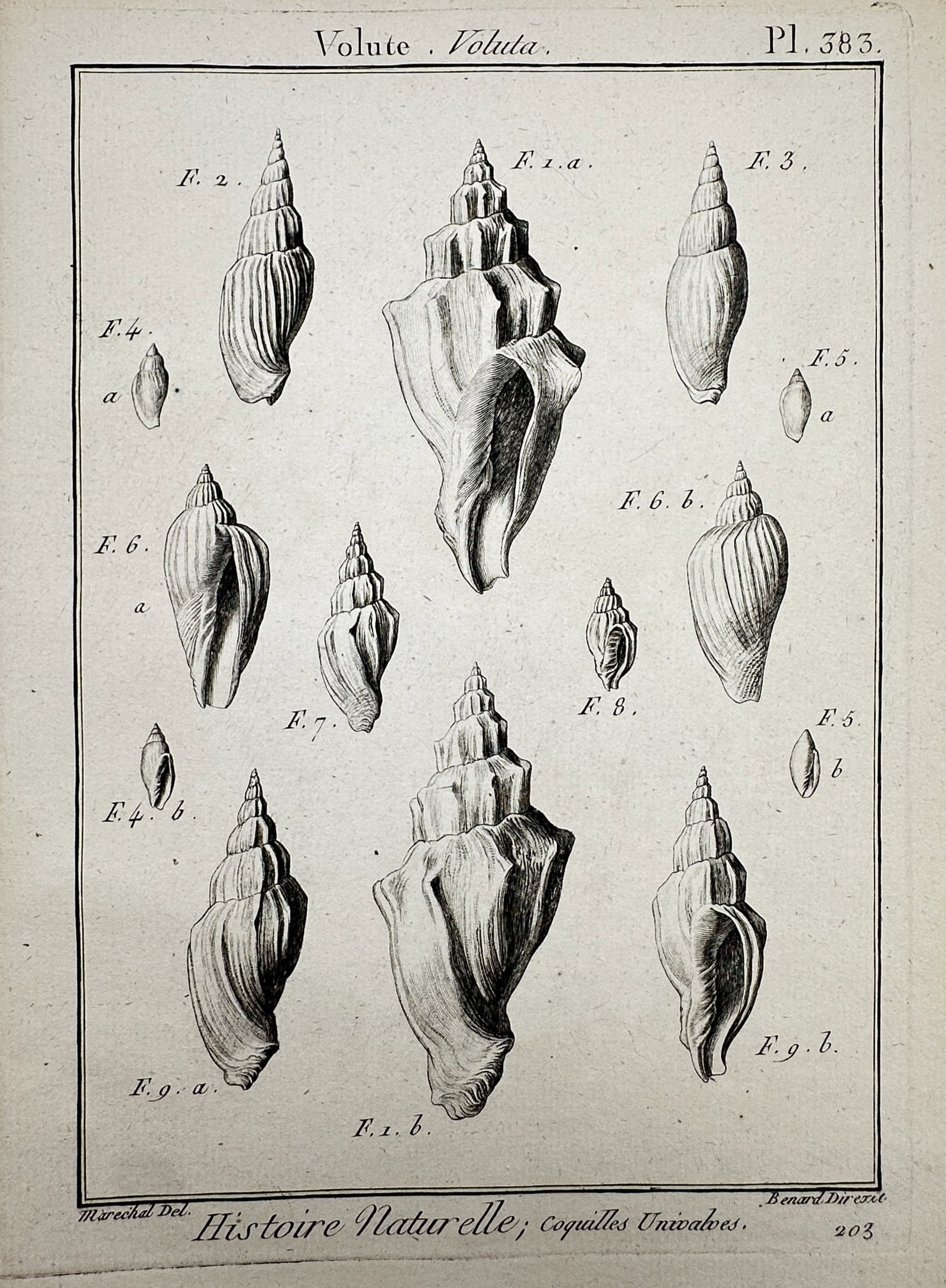 Robert Benard (1734–1777) – Volute Voluta – Engraving (1791) (1 of 2)