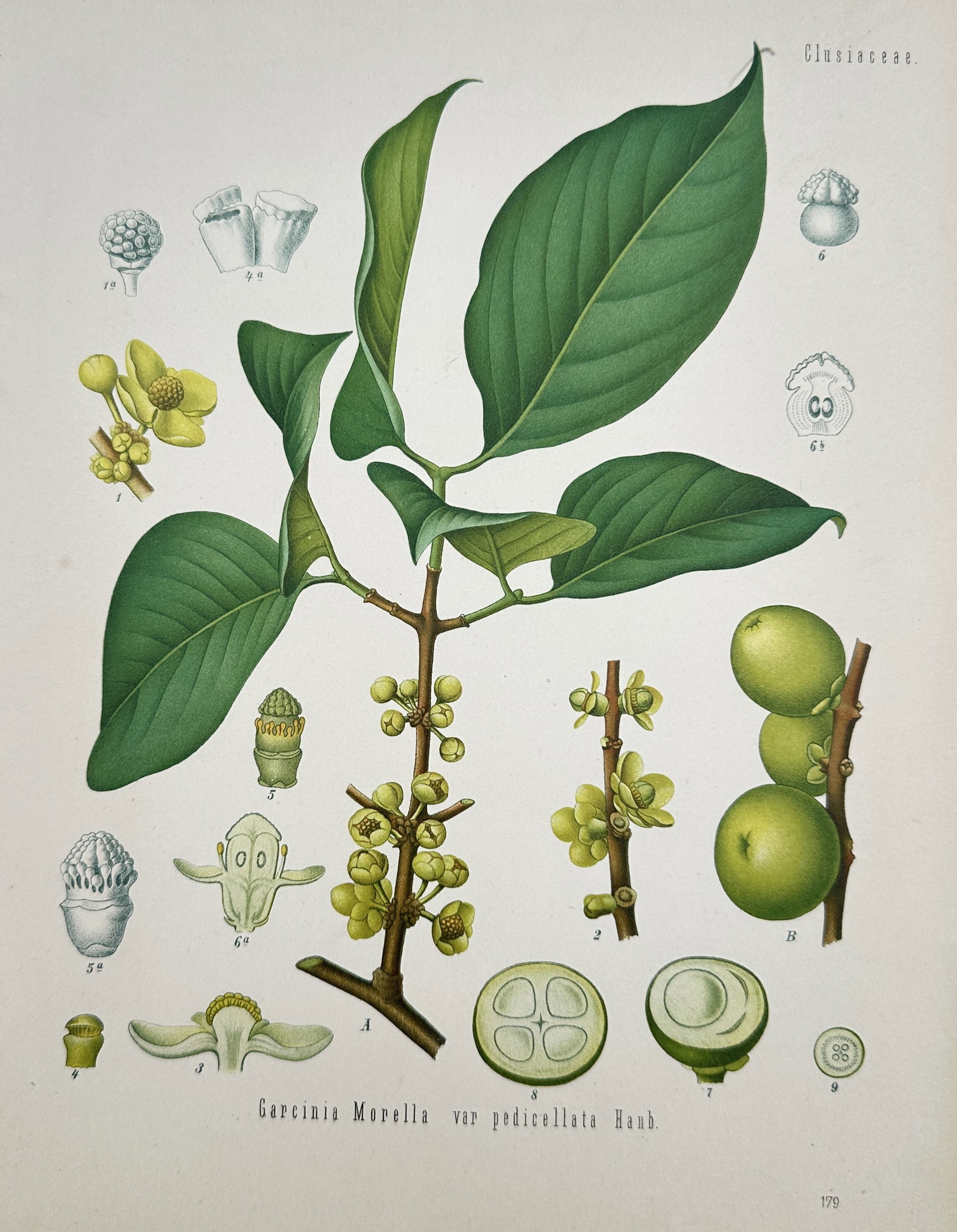 Franz Eugen Köhler (1889–1924) – Garcinia Morella – Chromolithograph (1887) (1 of 2)