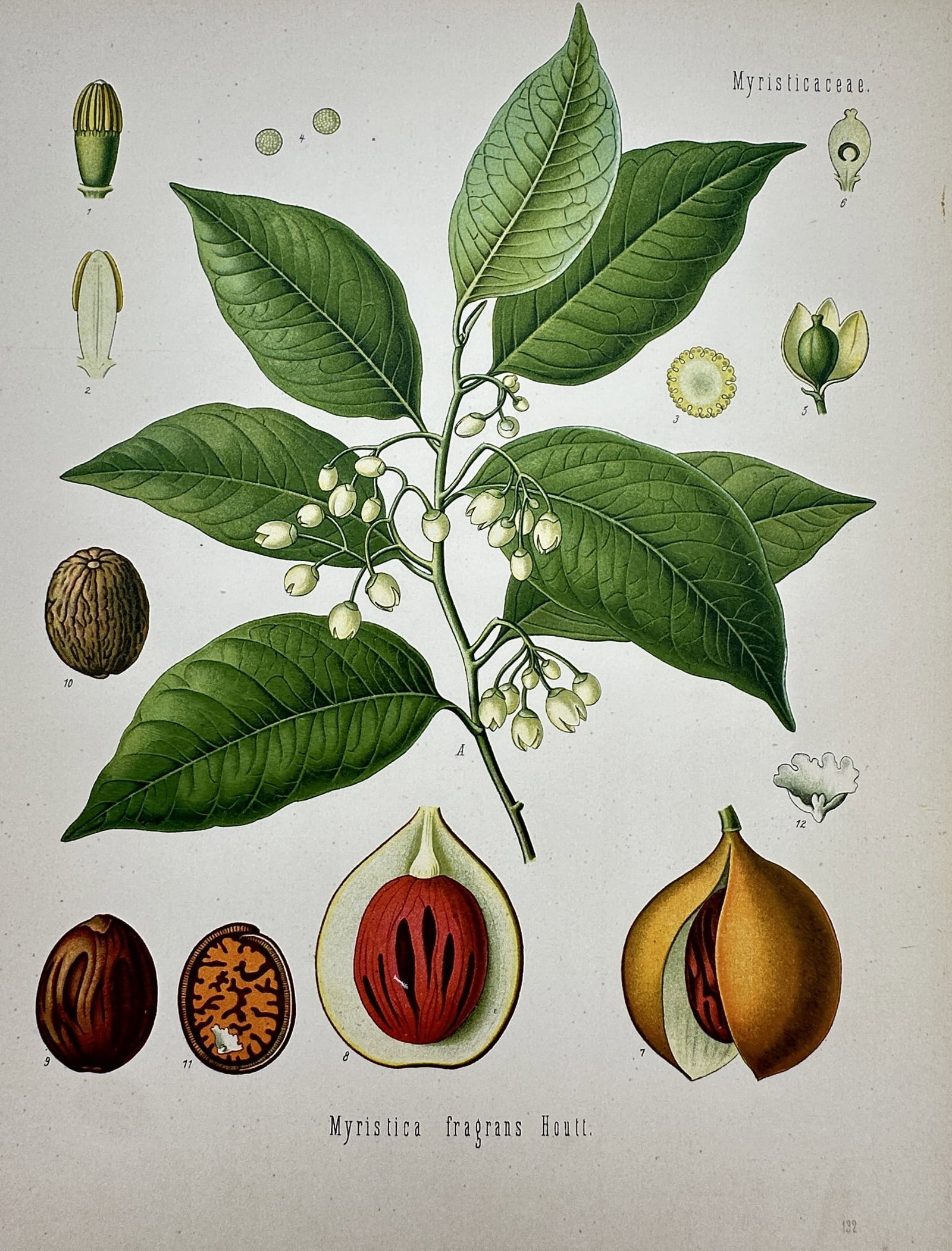 Franz Eugen Köhler (1889–1924) – Myristica Fragrans – Chromolithograph (1887) (1 of 2)