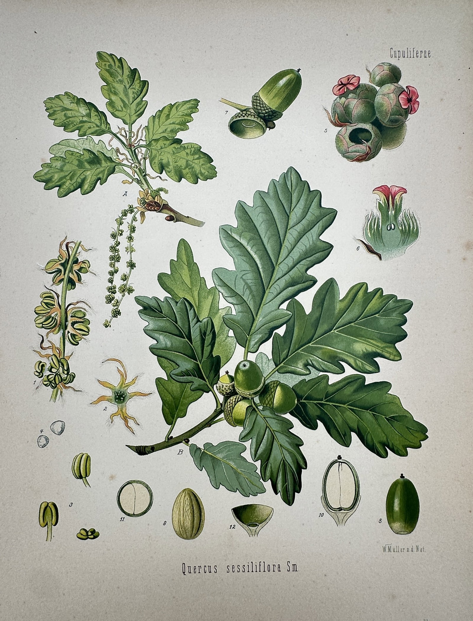 Franz Eugen Köhler (1889–1924) – Quercus Sessiliflora – Chromolithograph (1887): "Quercus sessiliflora Sm." This chromolithograph presents a comprehensive botanical study of the sessile oak, showing detailed illustrations of its lobed leaves, catkins, and developing acorns. The pl