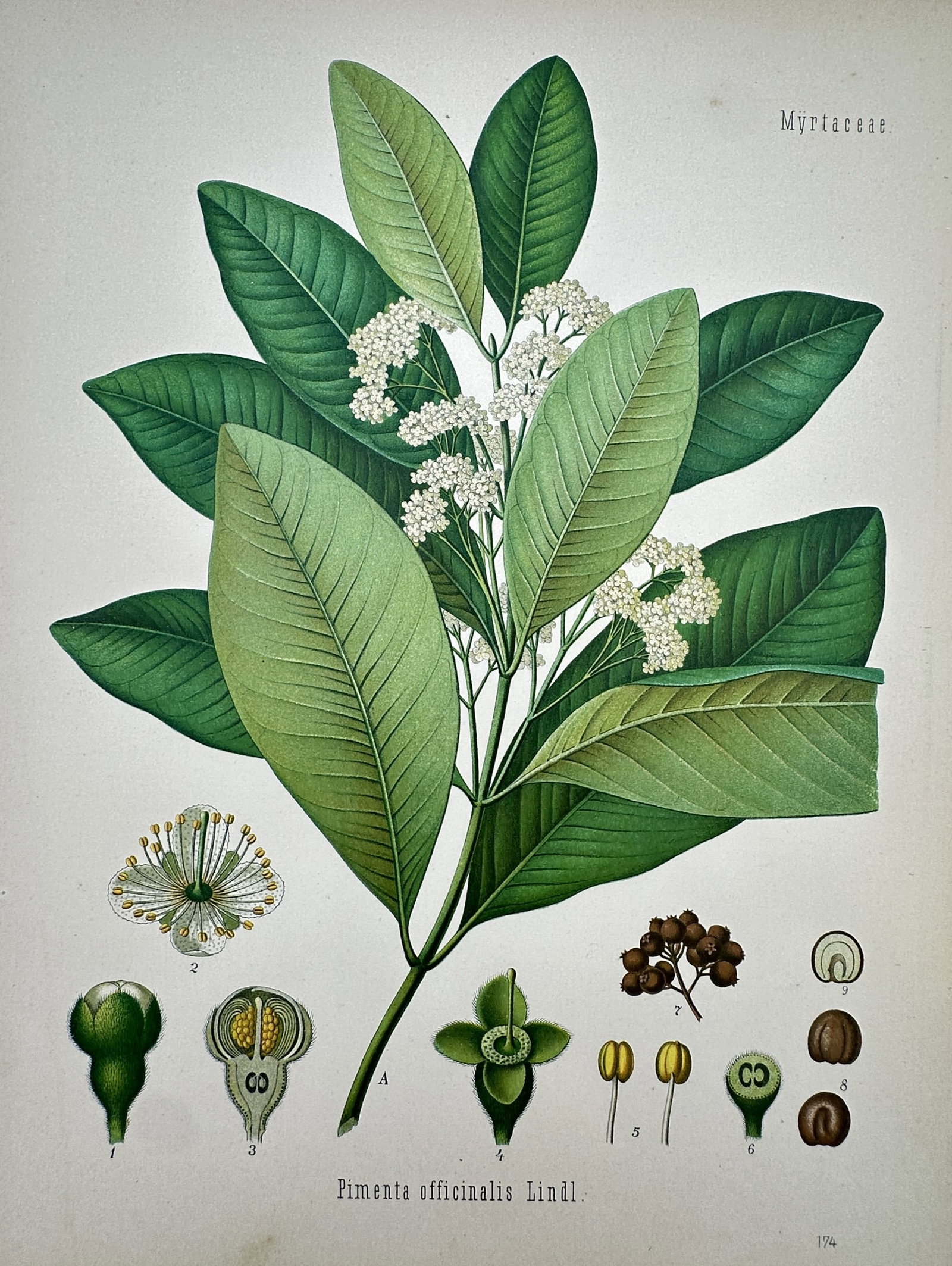 Franz Eugen Köhler (1889–1924) – Pimenta Officinalis – Chromolithograph (1887) (1 of 2)