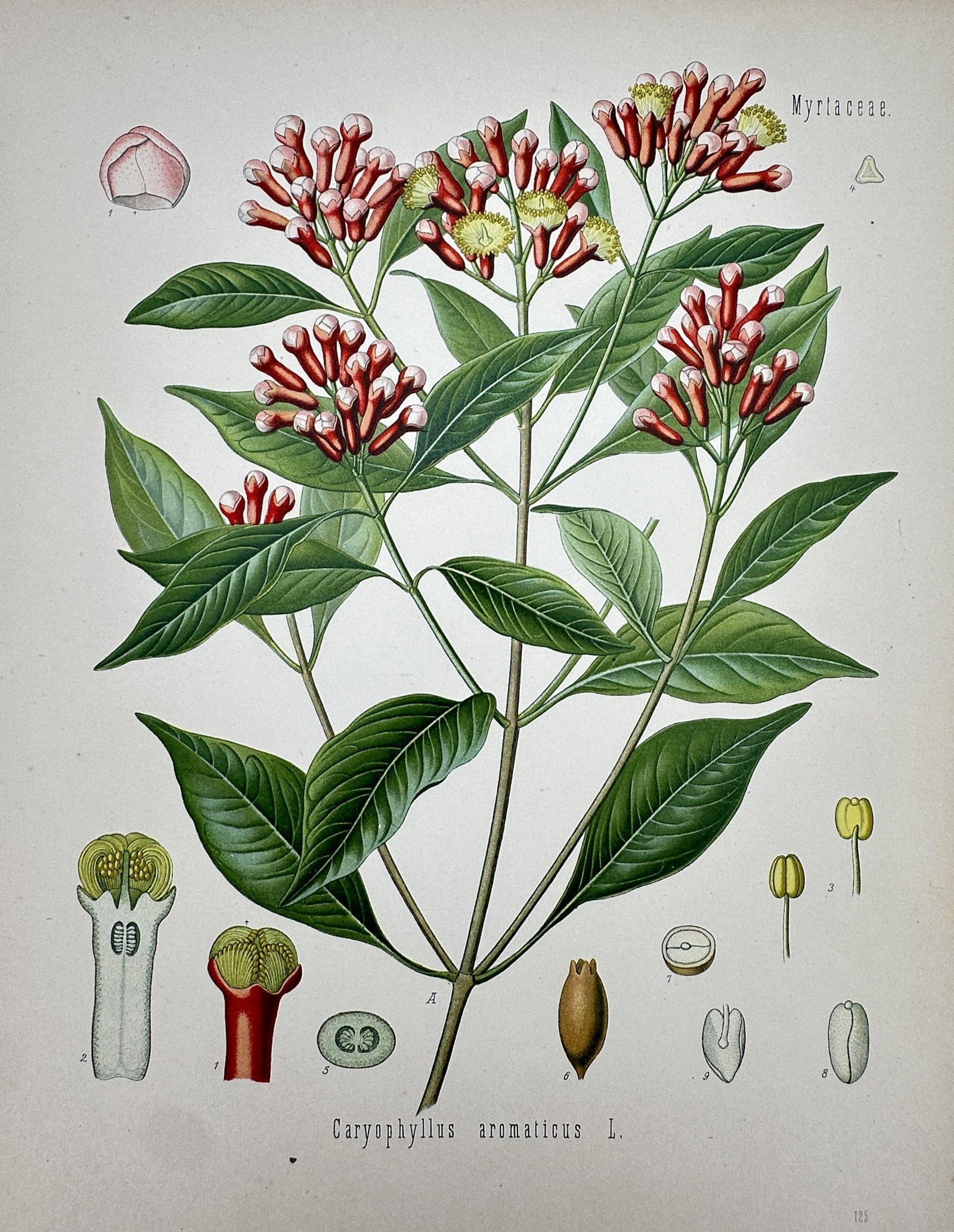 Franz Eugen Köhler (1889–1924) – Caryophyllus Aromaticus – Chromolithograph (1887) (1 of 2)