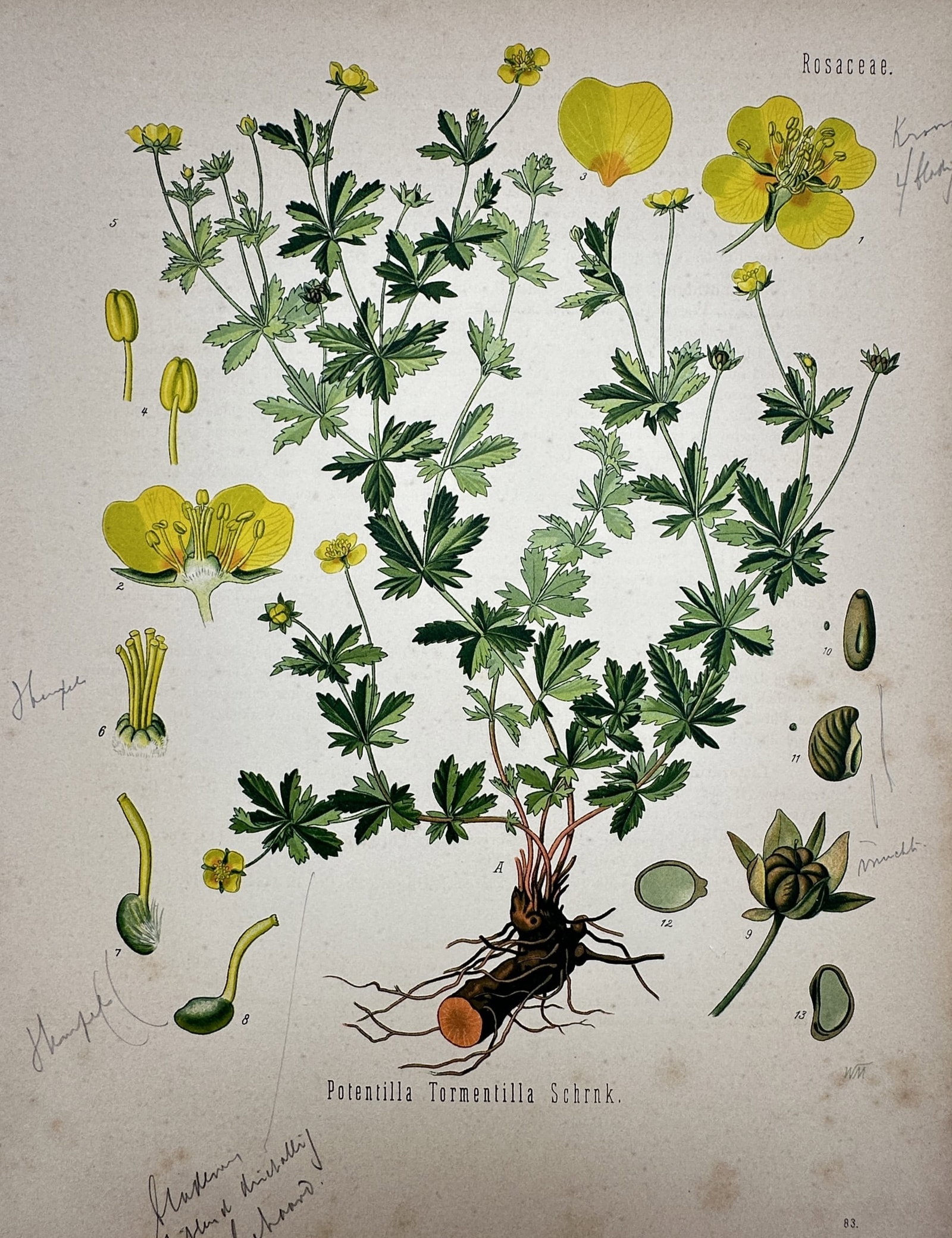 Franz Eugen Köhler (1889–1924) – Potentilla Tormentilla – Chromolithograph (1887) (1 of 2)