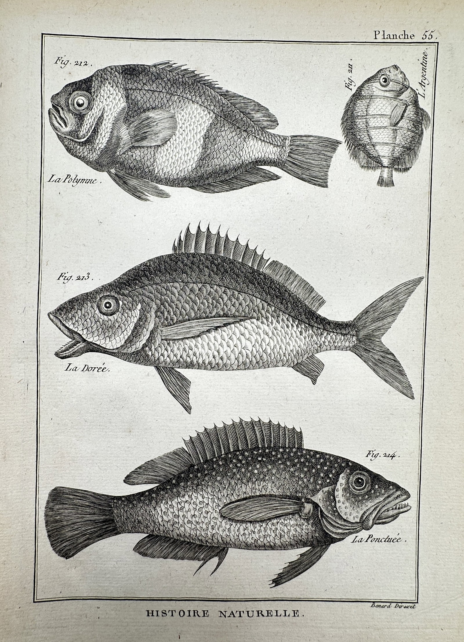 Robert Benard (1734–1777) – Ichthyological Study of Four Fish Species – Engraving (1771): "Histoire Naturelle." This engraving depicts four distinct fish species and was published in Paris as part of the Recueil de Planches for the Encyclopedie of Denis Diderot and Jean le Rond d’Alember