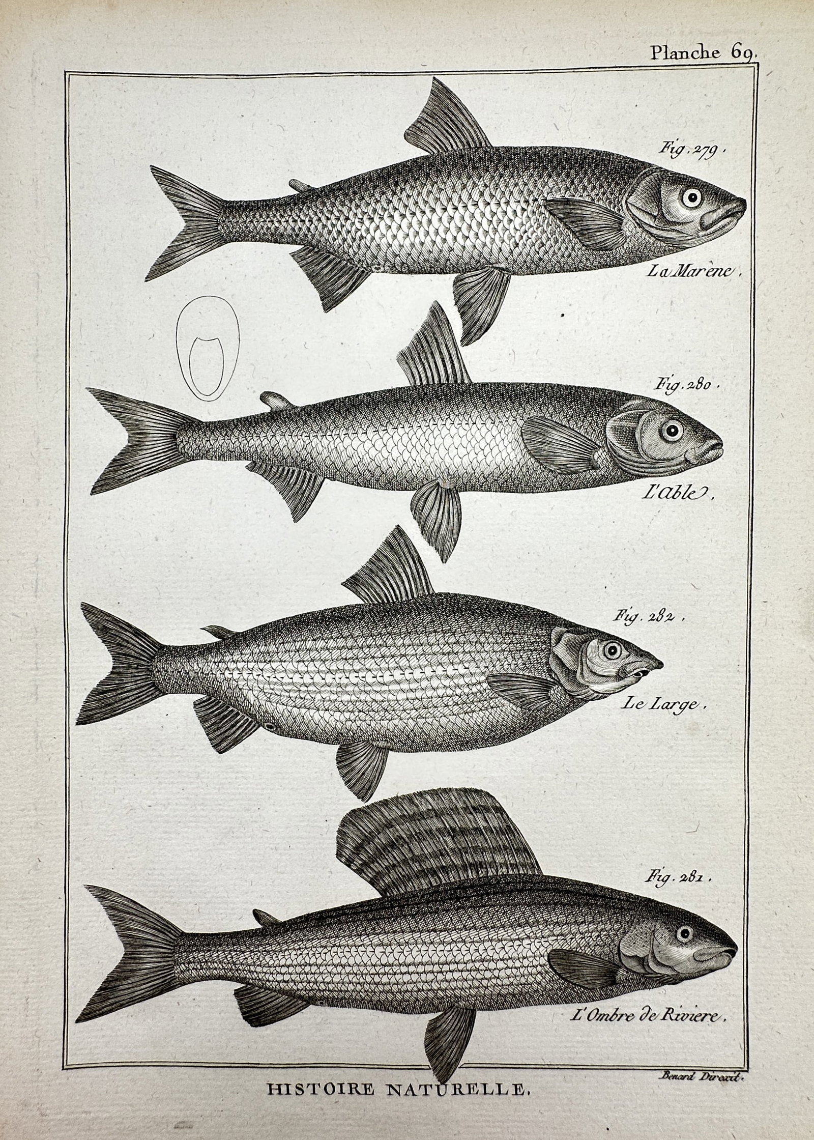 Robert Benard (1734–1777) – Natural History Study of Freshwater Fish – Engraving (1771): "Histoire Naturelle." This engraving presents a detailed ichthyological study of four freshwater fish species and was published in Paris as part of the Recueil de Planches for the Encyclopedie of Deni