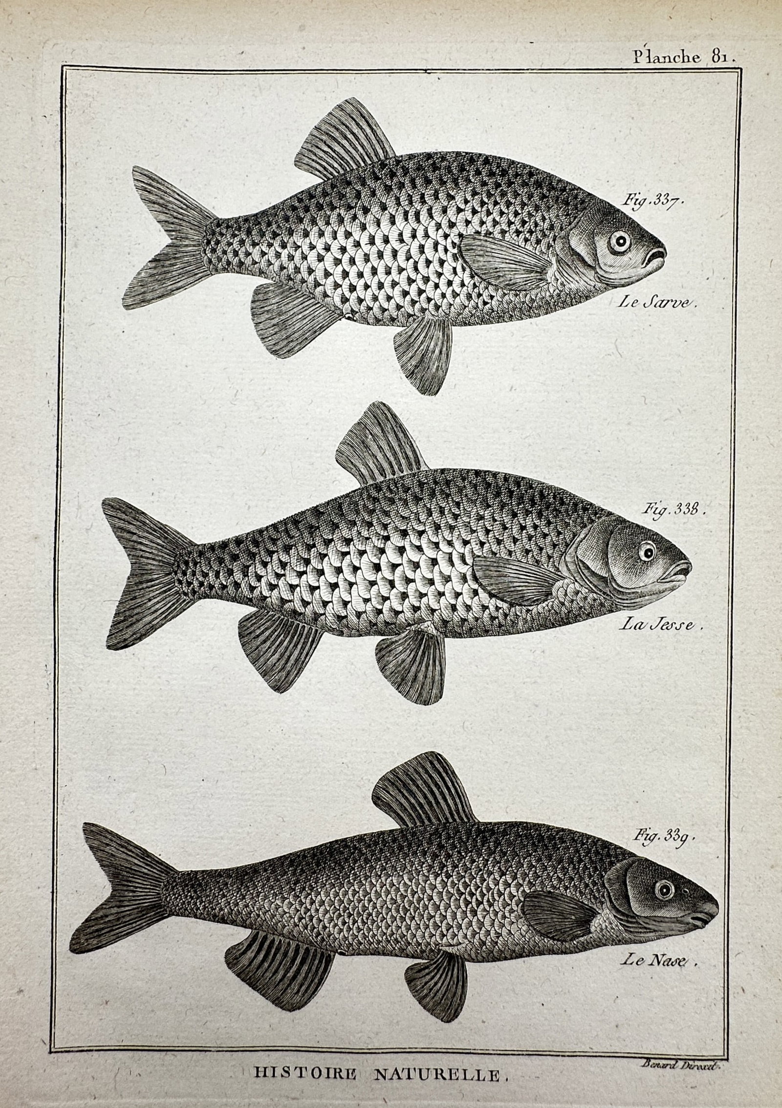 Robert Benard (1734–1777) – Ichthyological Study of Cyprinidae Species – Engraving (1771): "Histoire Naturelle." This engraving illustrates three species of fish and was published in Paris as part of the Recueil de Planches for the Encyclopedie of Denis Diderot and Jean le Rond d’Alembert