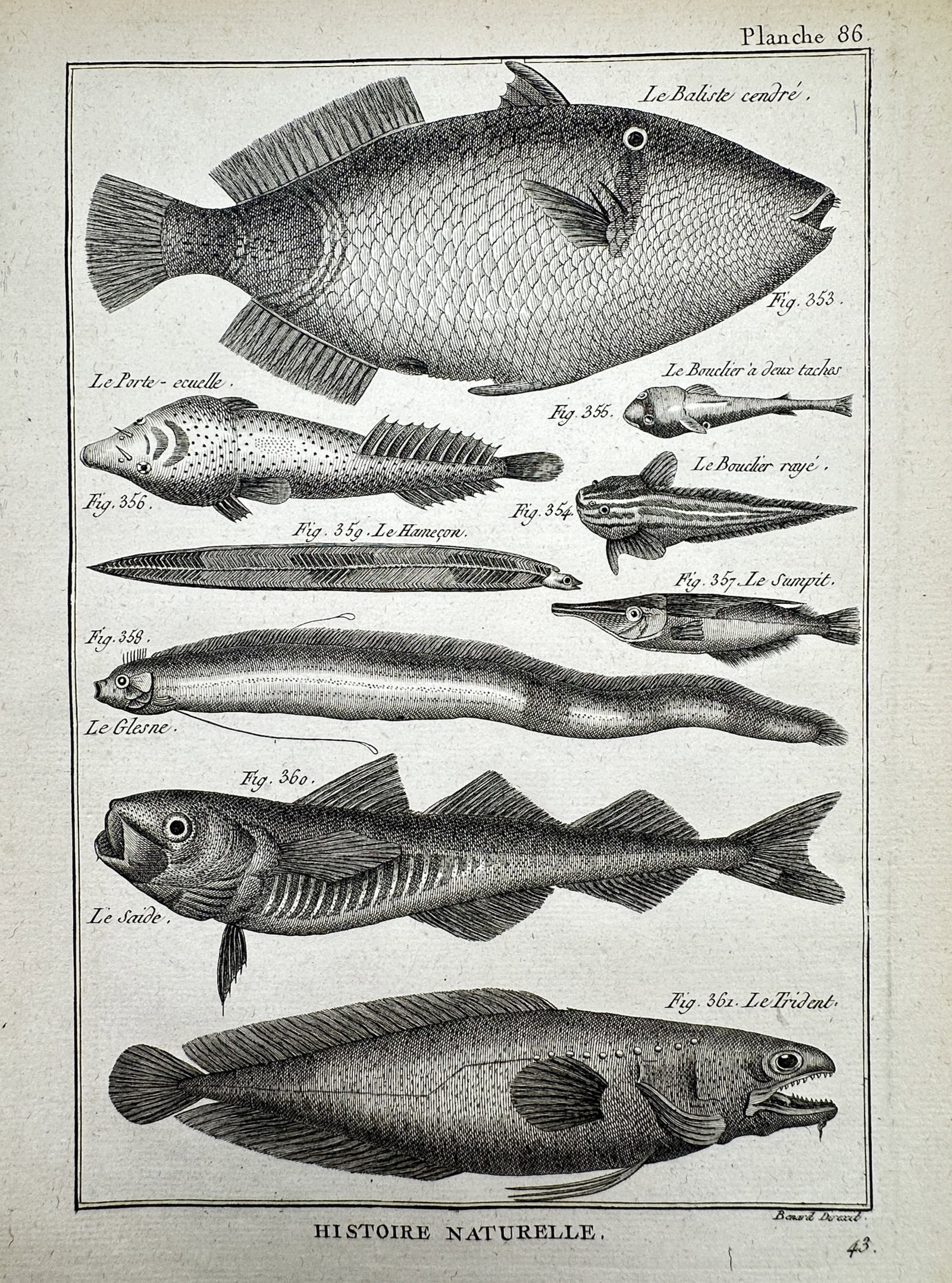 Robert Benard (1734–1777) – Natural History Study of Diverse Marine Species – Engraving (1771): "Histoire Naturelle." This engraving presents a detailed ichthyological study of various marine species and was published in Paris as part of the Recueil de Planches for the Encyclopedie of Denis Dide