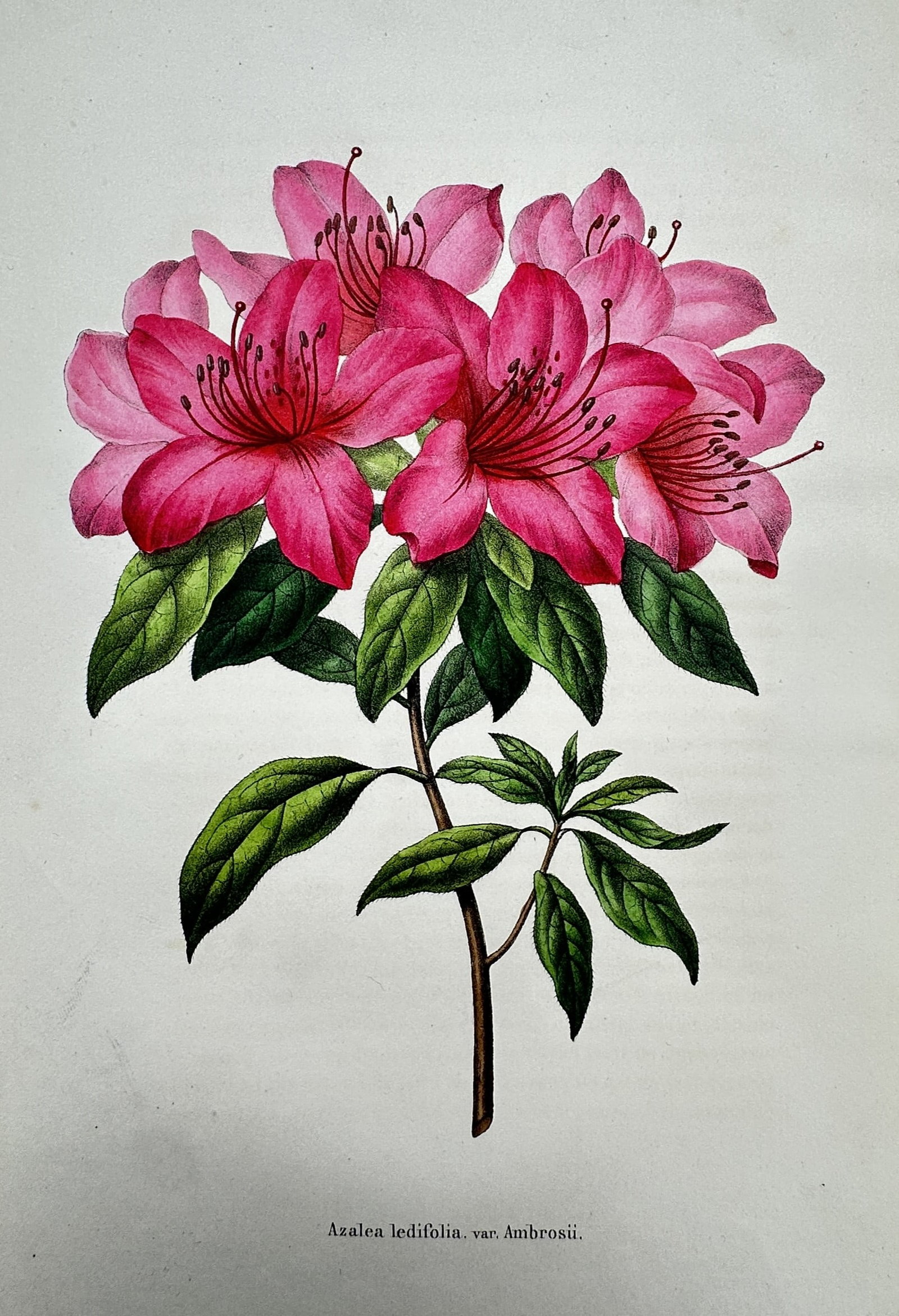 Guillaume Severeyns – Botanical Study of Azalea Ledifolia var. Ambrosii – Chromolithograph (1 of 2)