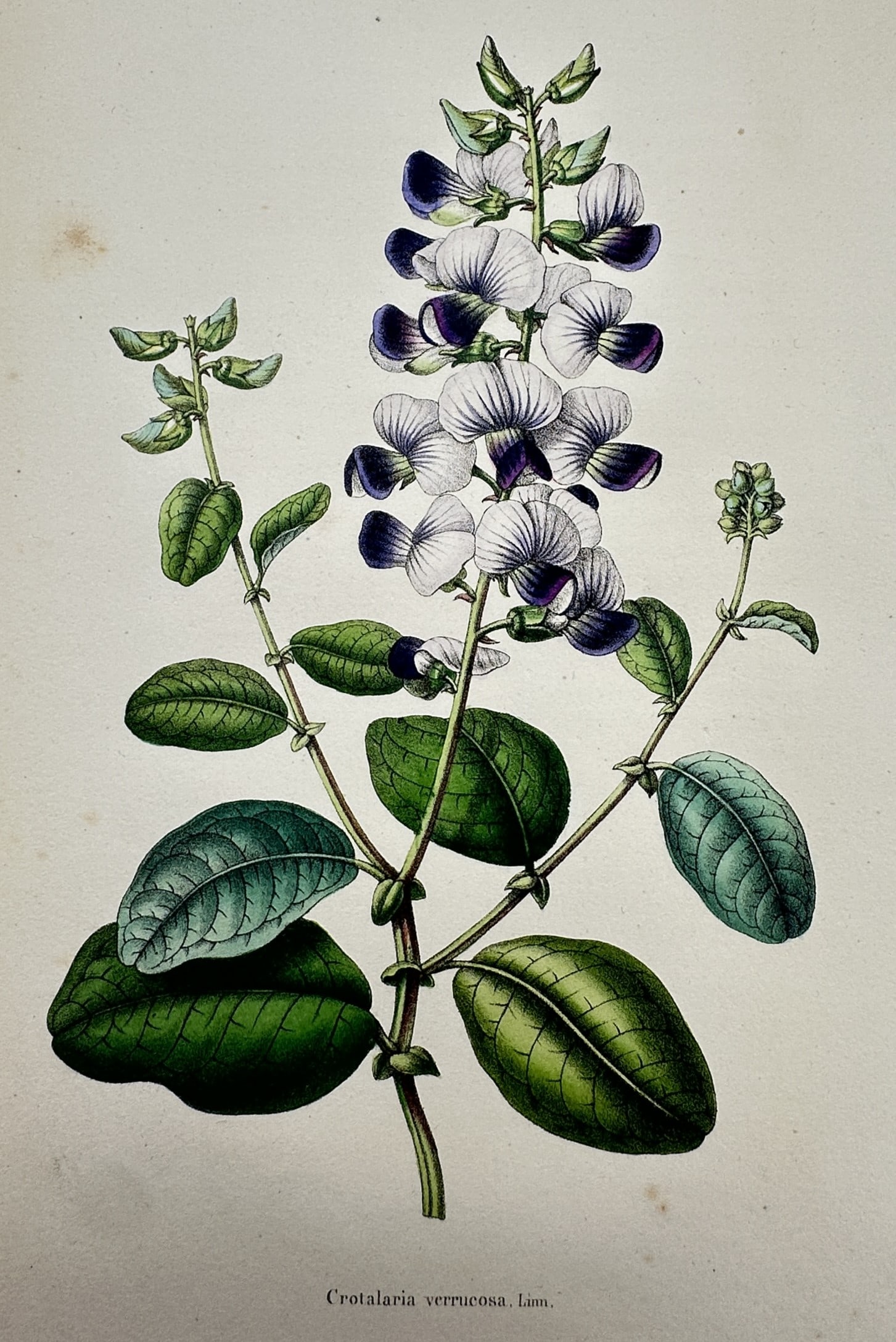 Guillaume Severeyns – Botanical Study of Crotalaria Verrucosa – Chromolithograph (c. 1880) (1 of 2)