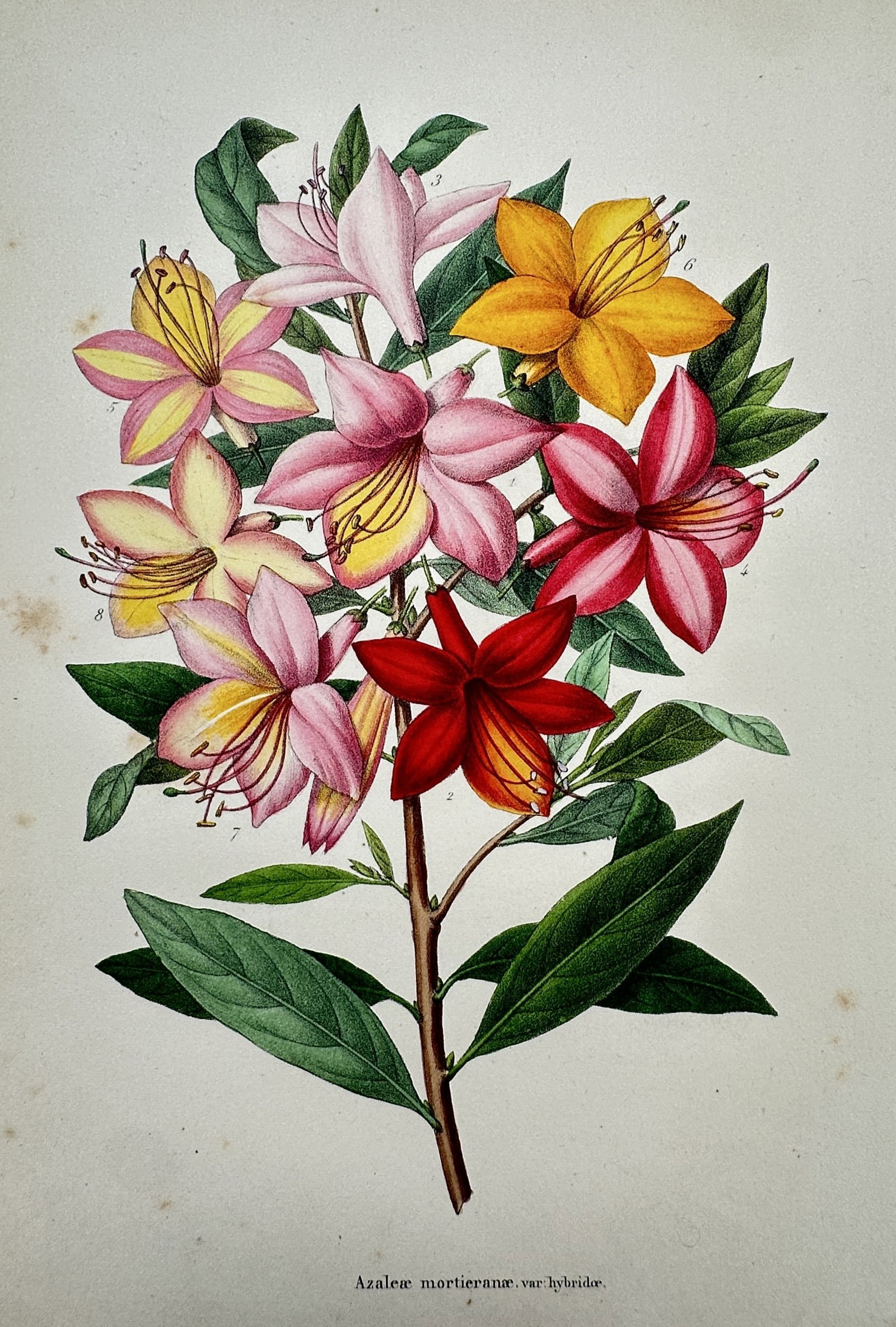 Guillaume Severeyns – Botanical Study of Azalea Mortieriana var. Hybrida – Chromolithograph (1 of 2)