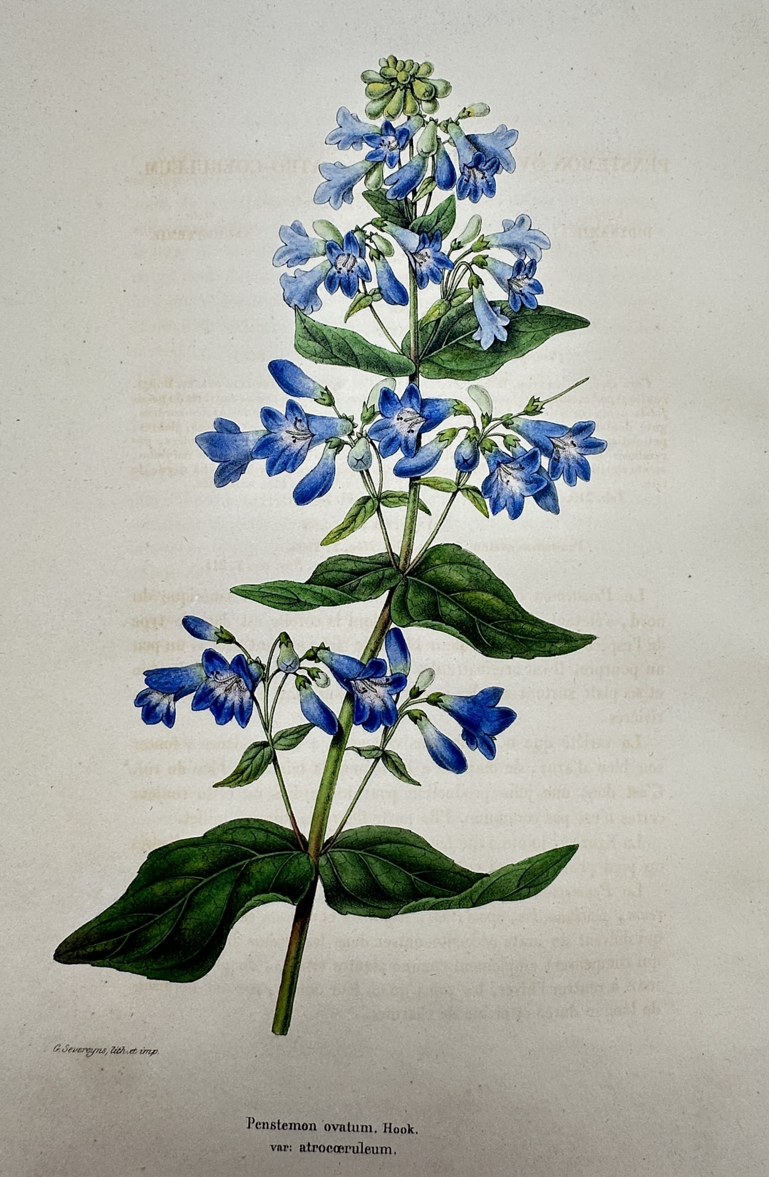 Guillaume Severeyns – Botanical Study of Penstemon Ovatum var. Atrocoeruleum: "Penstemon ovatum, Hook. var: atrocoeruleum." This chromolithograph presents a detailed botanical illustration of the broadleaf beardtongue, featuring a vibrant vertical spike of tubular blue flowers 