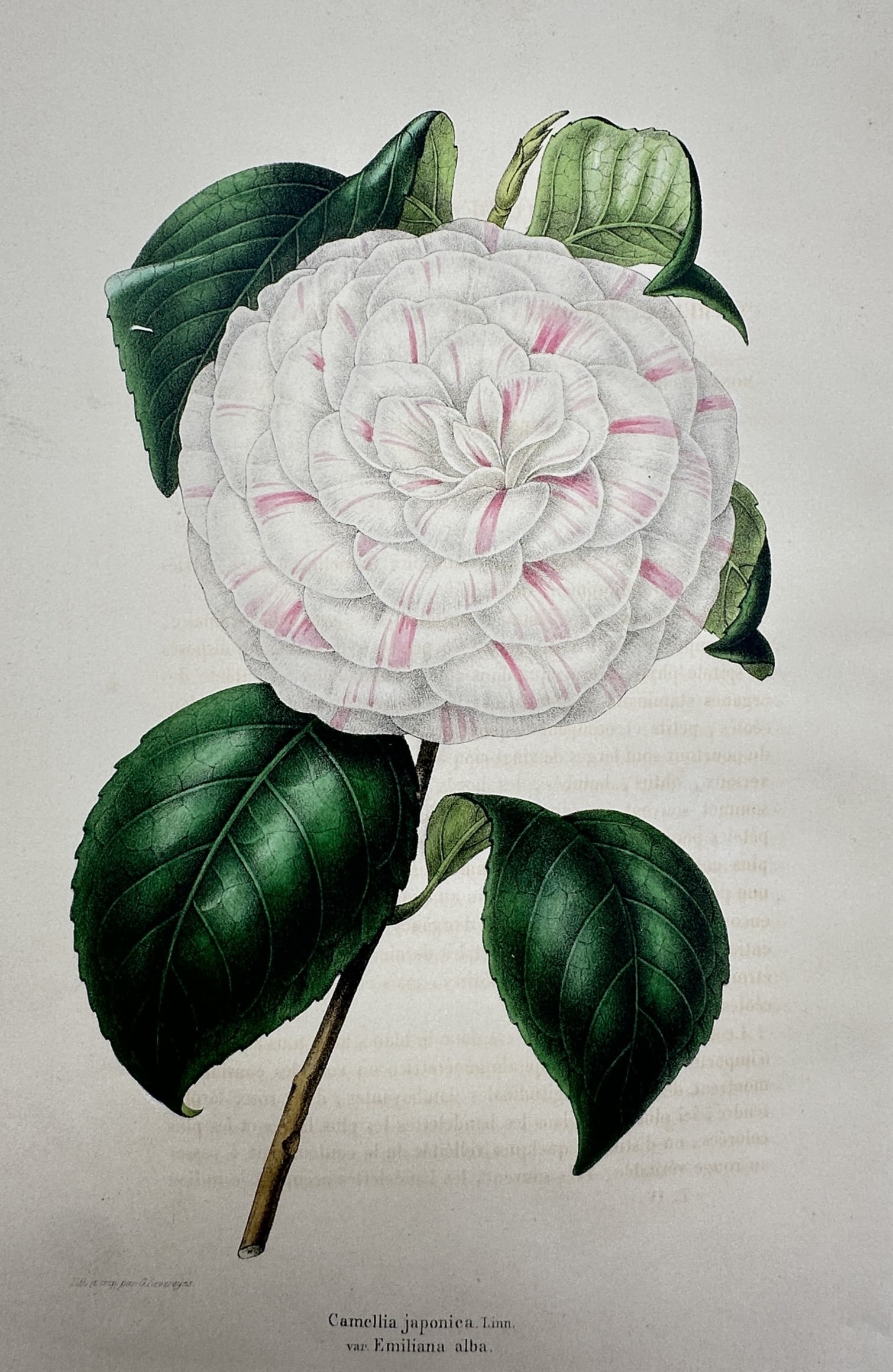 Guillaume Severeyns – Botanical Study of Camellia Japonica var. Emiliana Alba – Chromolithograph: "Camellia japonica, Linn. var: Emiliana alba." This chromolithograph presents a detailed botanical illustration of a camellia flower, featuring a large, formal double bloom with white petals delicatel