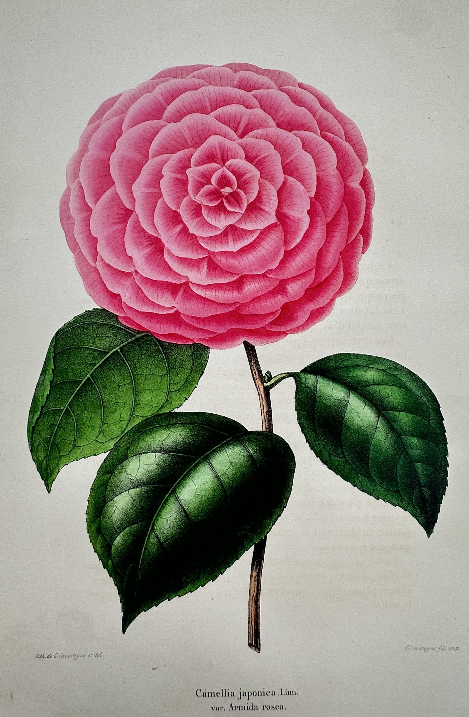 Guillaume Severeyns – Botanical Study of Camellia Japonica var. Armida Rosea – Chromolithograph: "Camellia japonica, Linn. var: Armida rosea." This chromolithograph presents a detailed botanical illustration of a camellia flower, featuring a large, vibrant pink formal double bloom with perfectly 