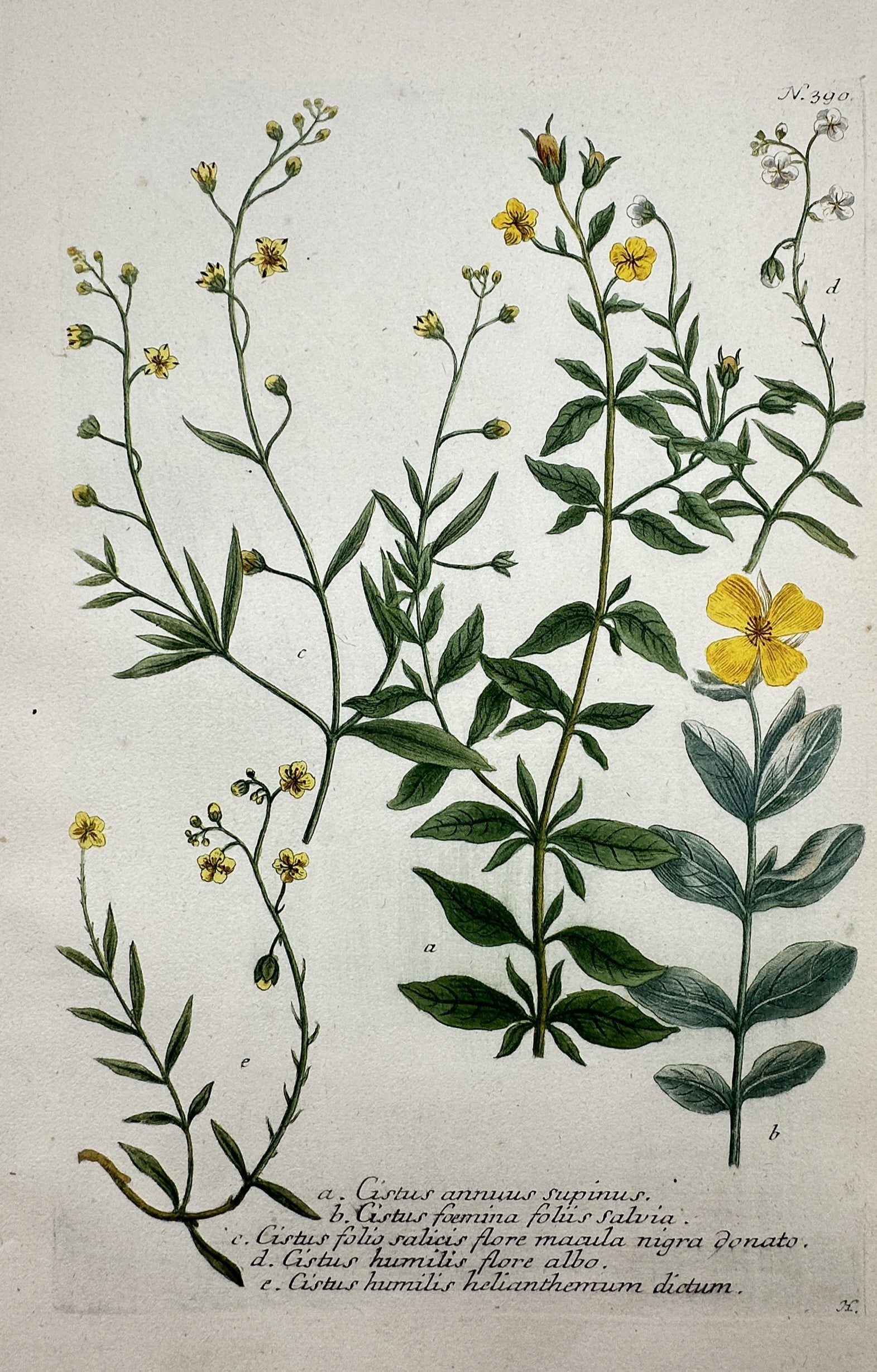 Johann Wilhelm Weinmann – Botanical Study of Cistus Varieties – Etching and Mezzotint (1 of 2)