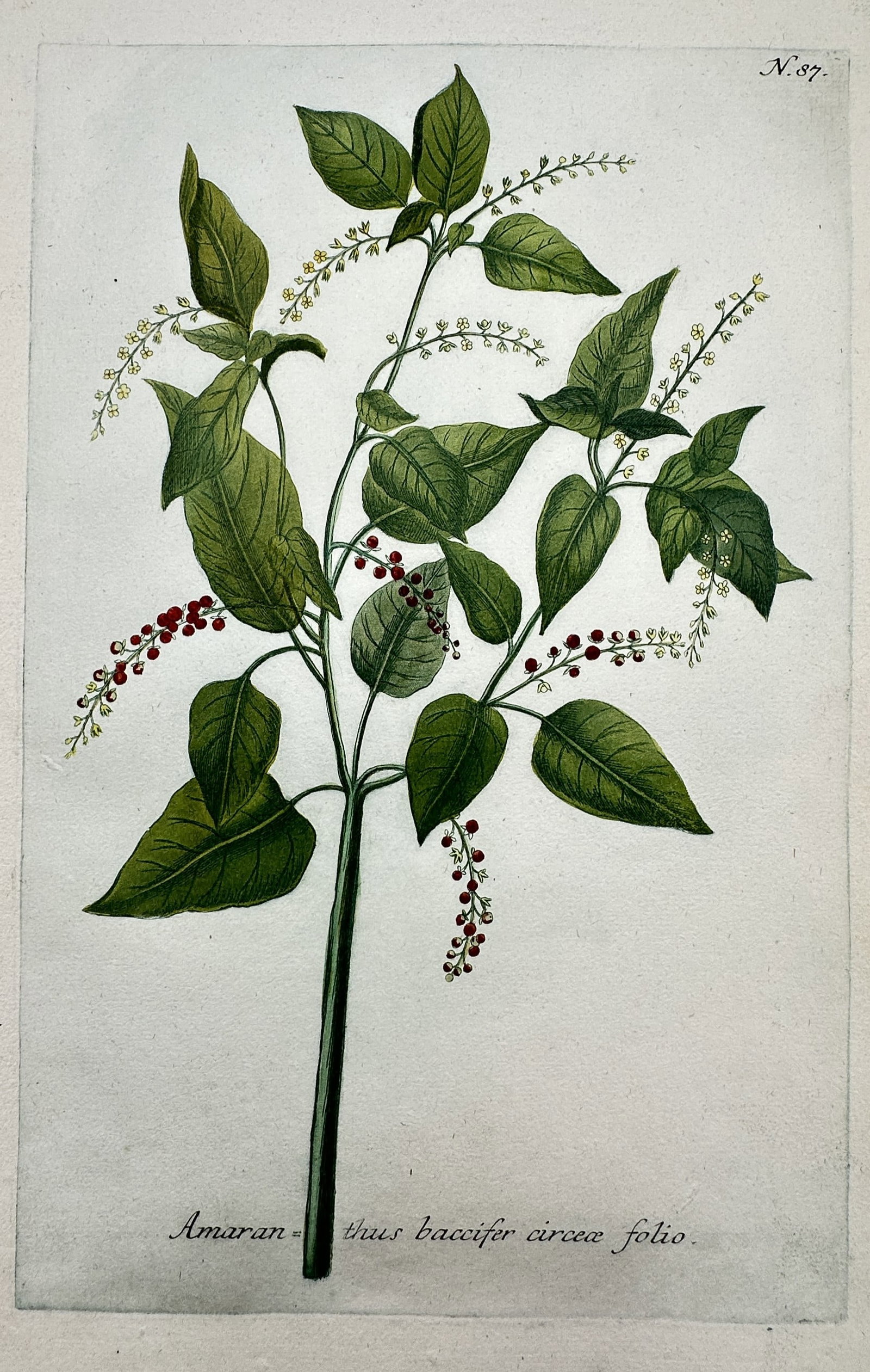 Johann Wilhelm Weinmann – Botanical Study of Amaranthus Baccifer – Etching and Mezzotint (1 of 2)