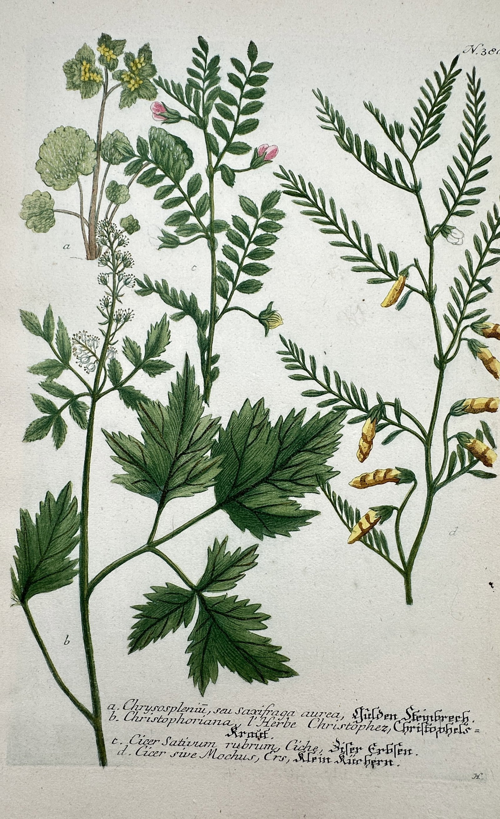 Johann Wilhelm Weinmann – Botanical Study of Chrysosplenium and Cicer Varieties – Etching (1 of 2)