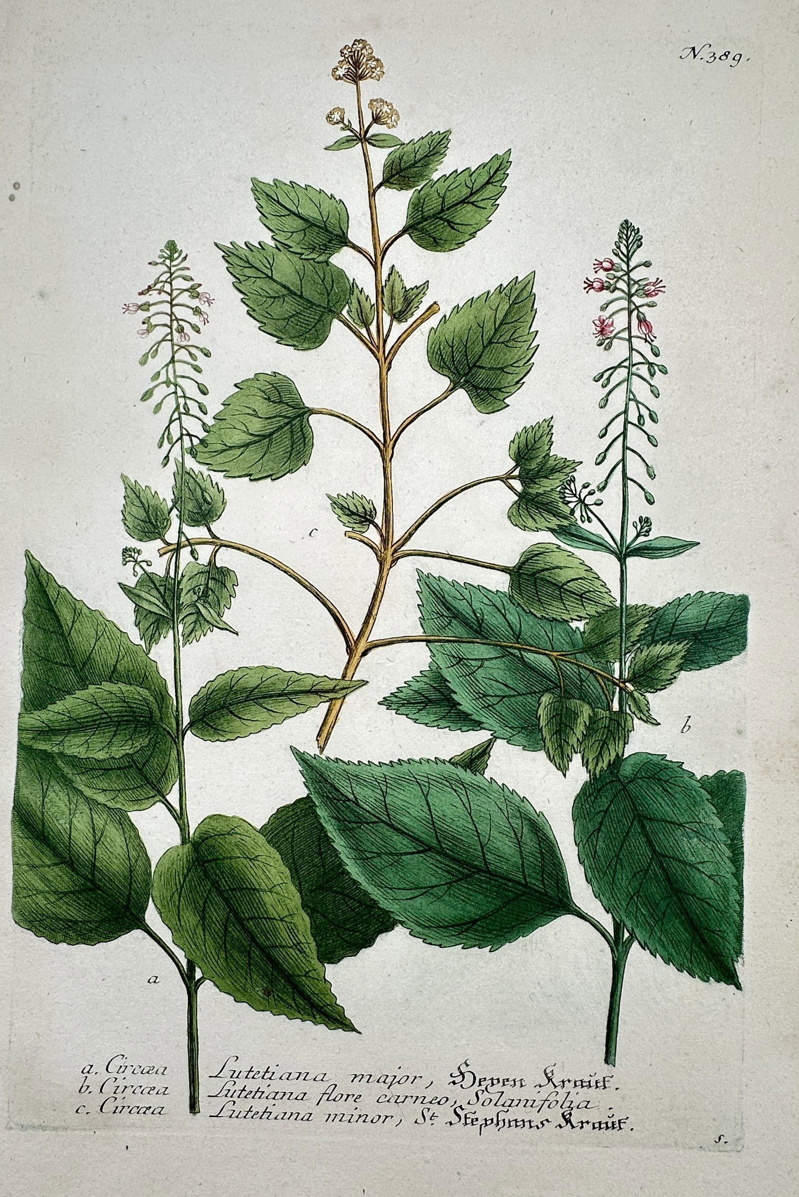 Johann Wilhelm Weinmann – Botanical Study of Circaea Lutetiana Varieties – Etching (1 of 2)