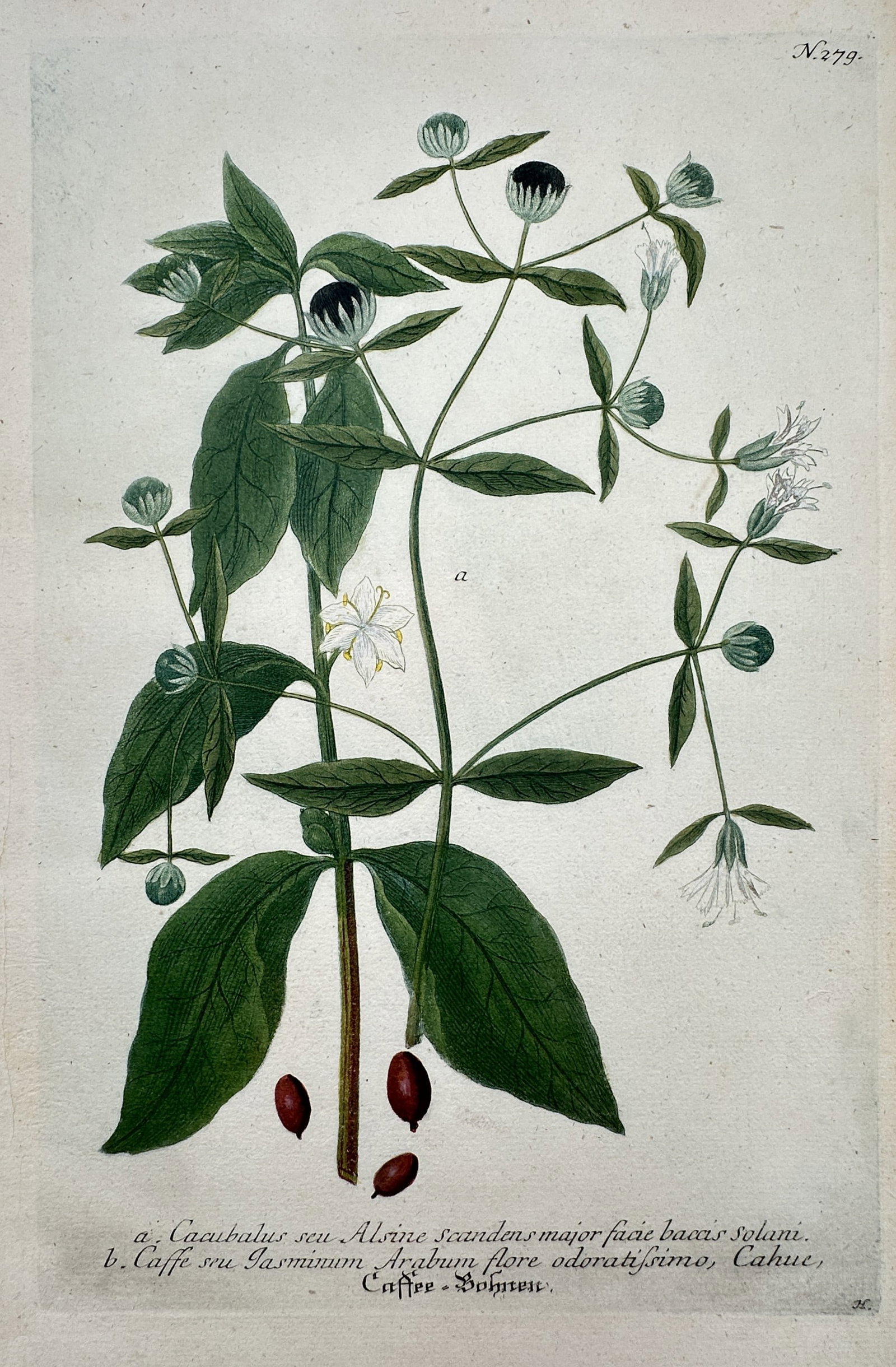 Johann Wilhelm Weinmann – Botanical Study of Berry-Bearing Campion – Etching and Mezzotint (1 of 2)