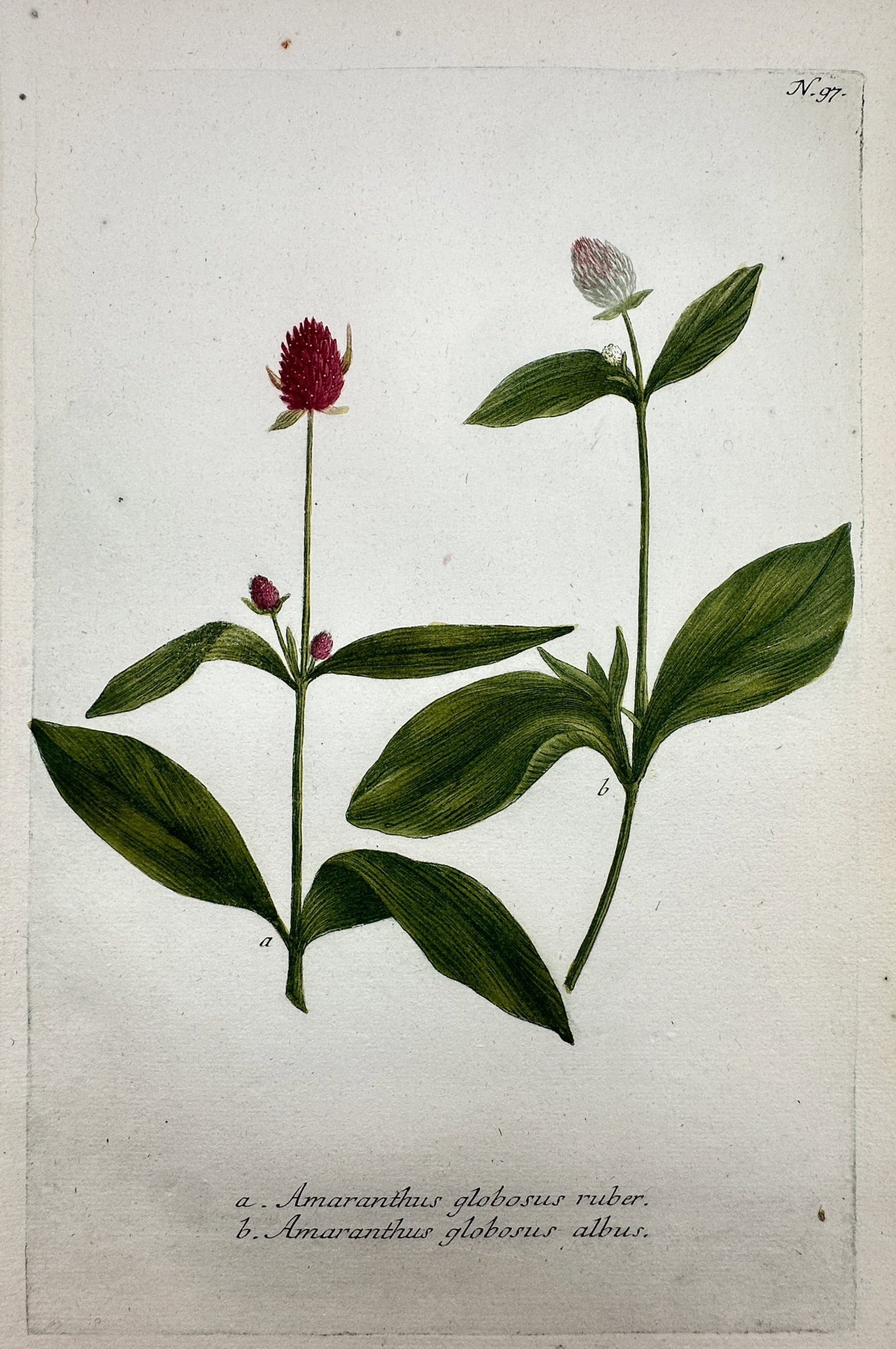 Johann Wilhelm Weinmann – Botanical Study of Amaranthus Globosus Varieties – Etching (1 of 2)