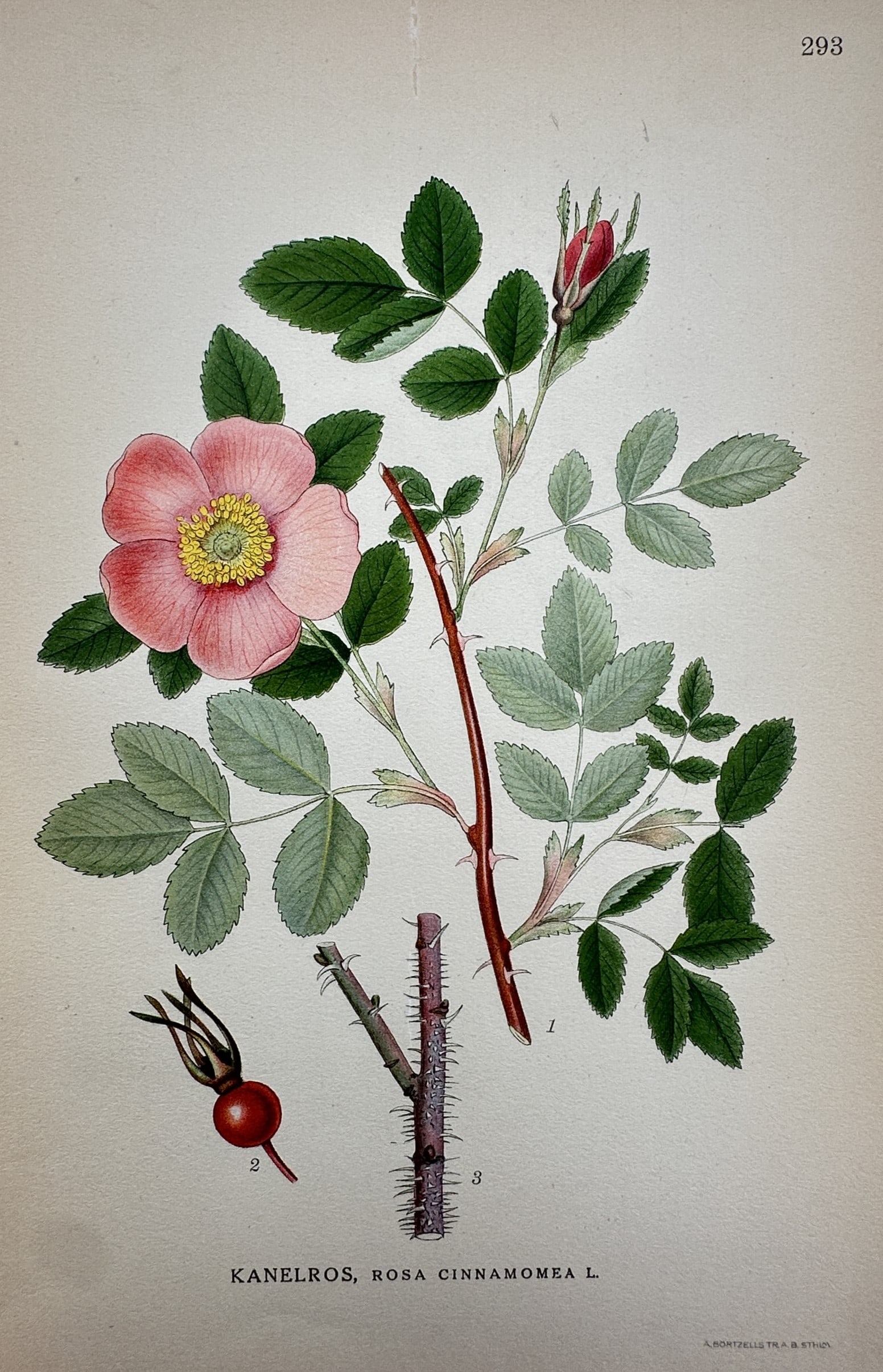 Carl Axel Magnus Lindman – Botanical Study of Cinnamon Rose – Lithograph (1901-1905) (1 of 2)