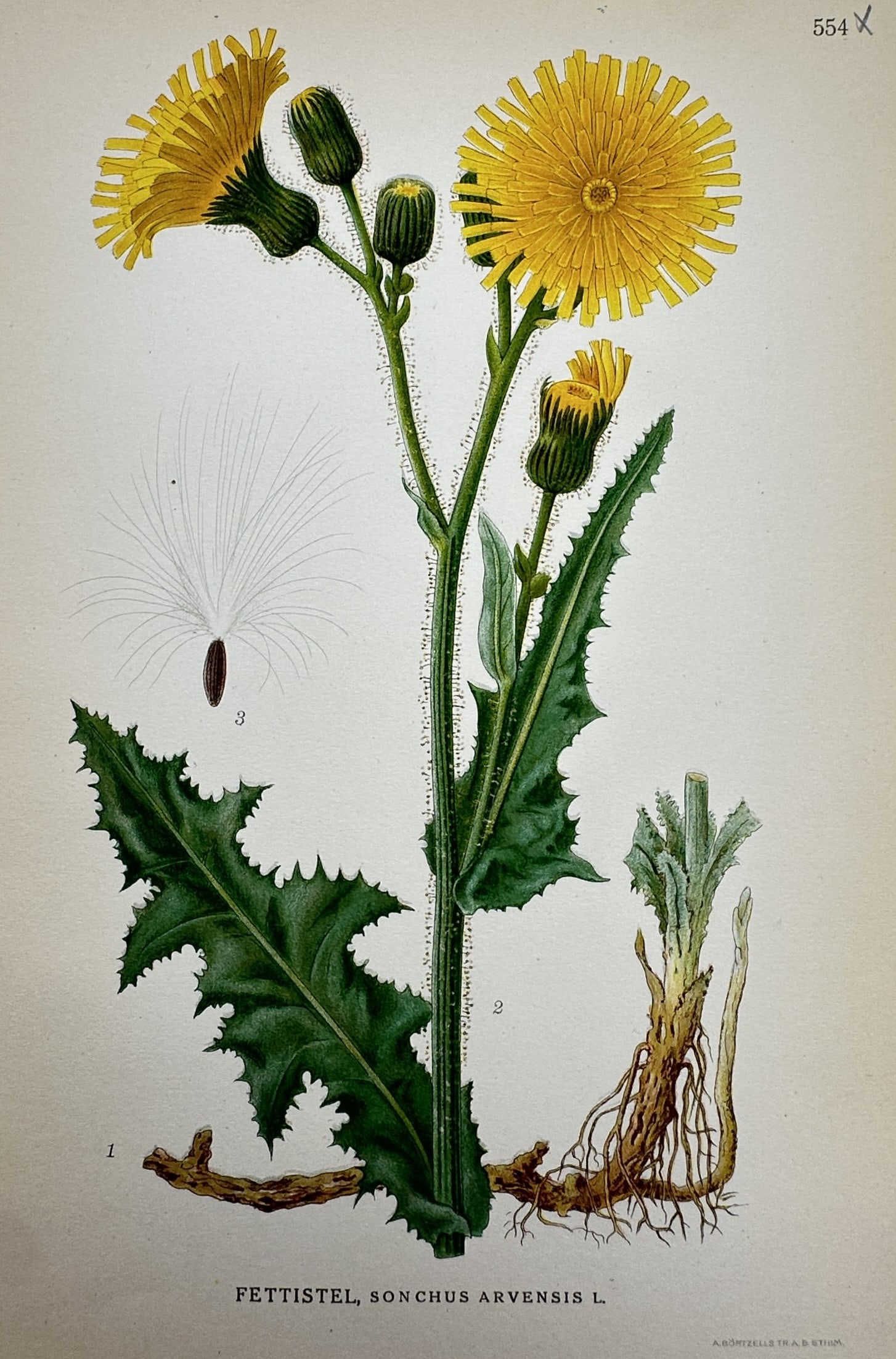 Carl Axel Magnus Lindman – Botanical Study of Field Sow Thistle – Lithograph (1901-1905) (1 of 2)